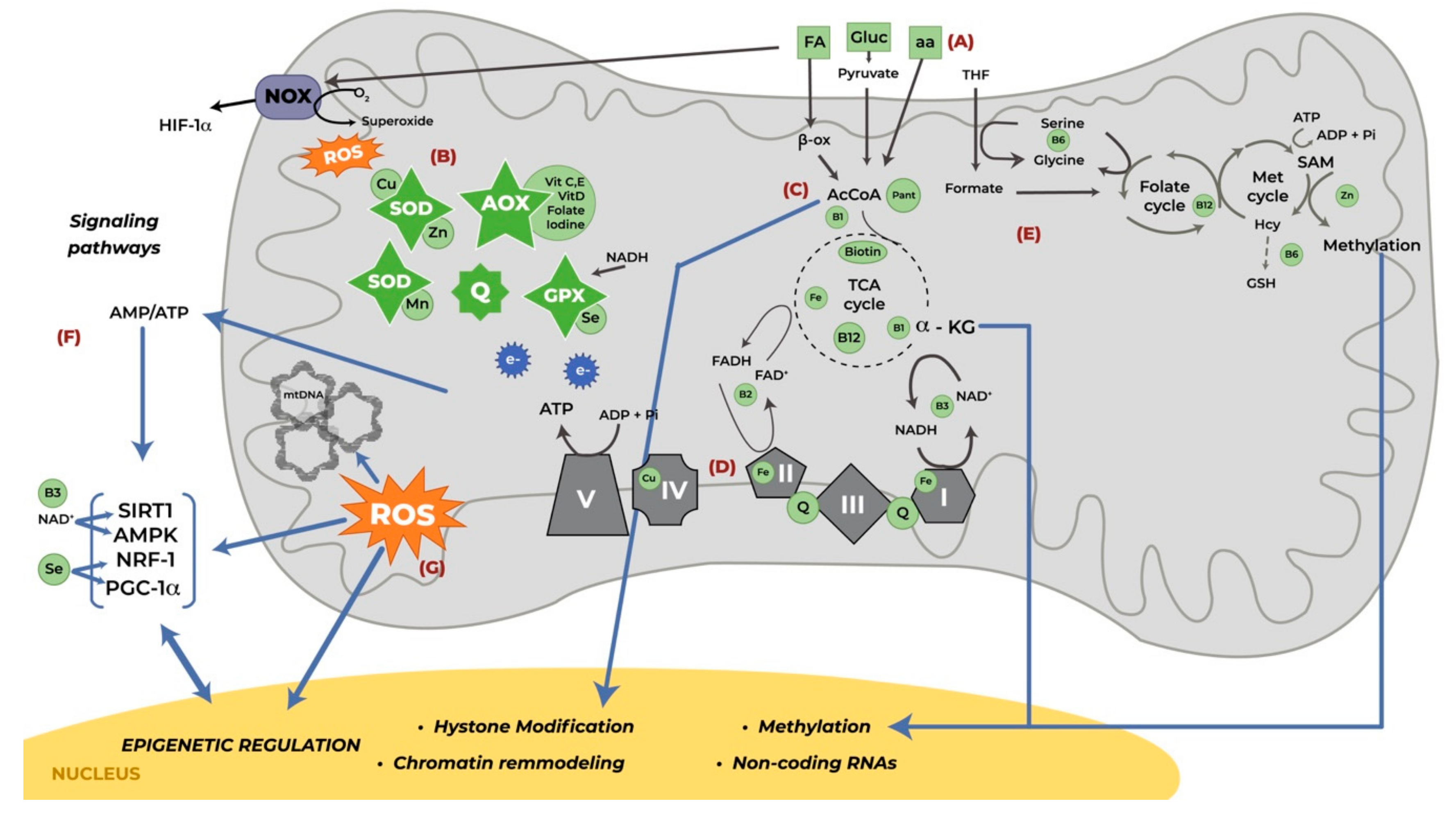Nutrients 12 02166 g001