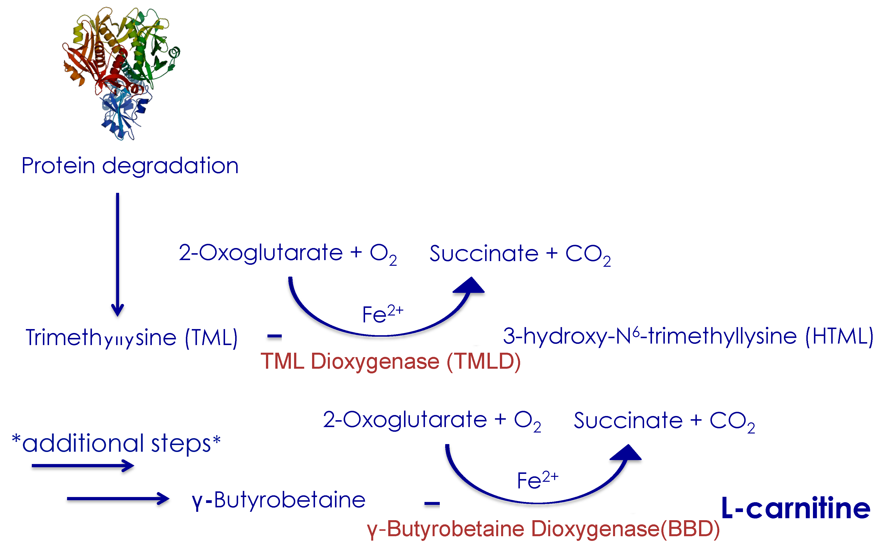 Nutrients 12 02178 g001