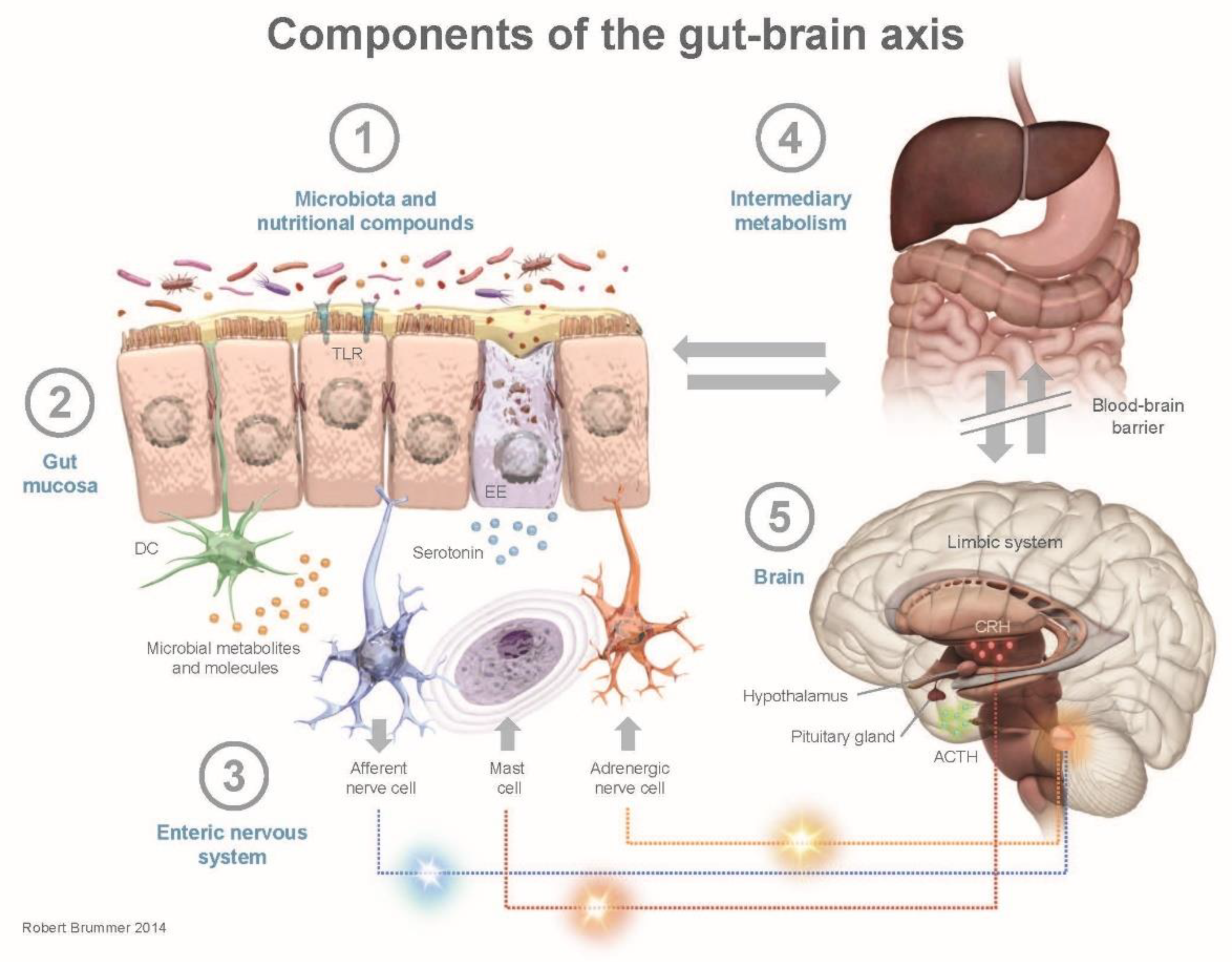 Nutrients 12 02402 g002 Nutrients 12 02402 g002