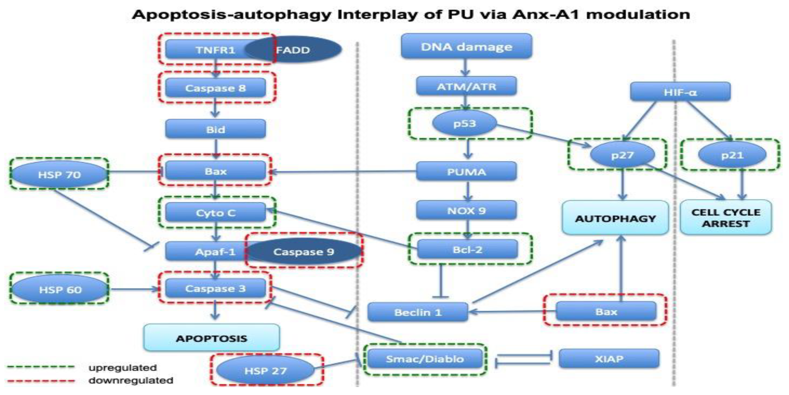 Nutrients 12 02430 g009