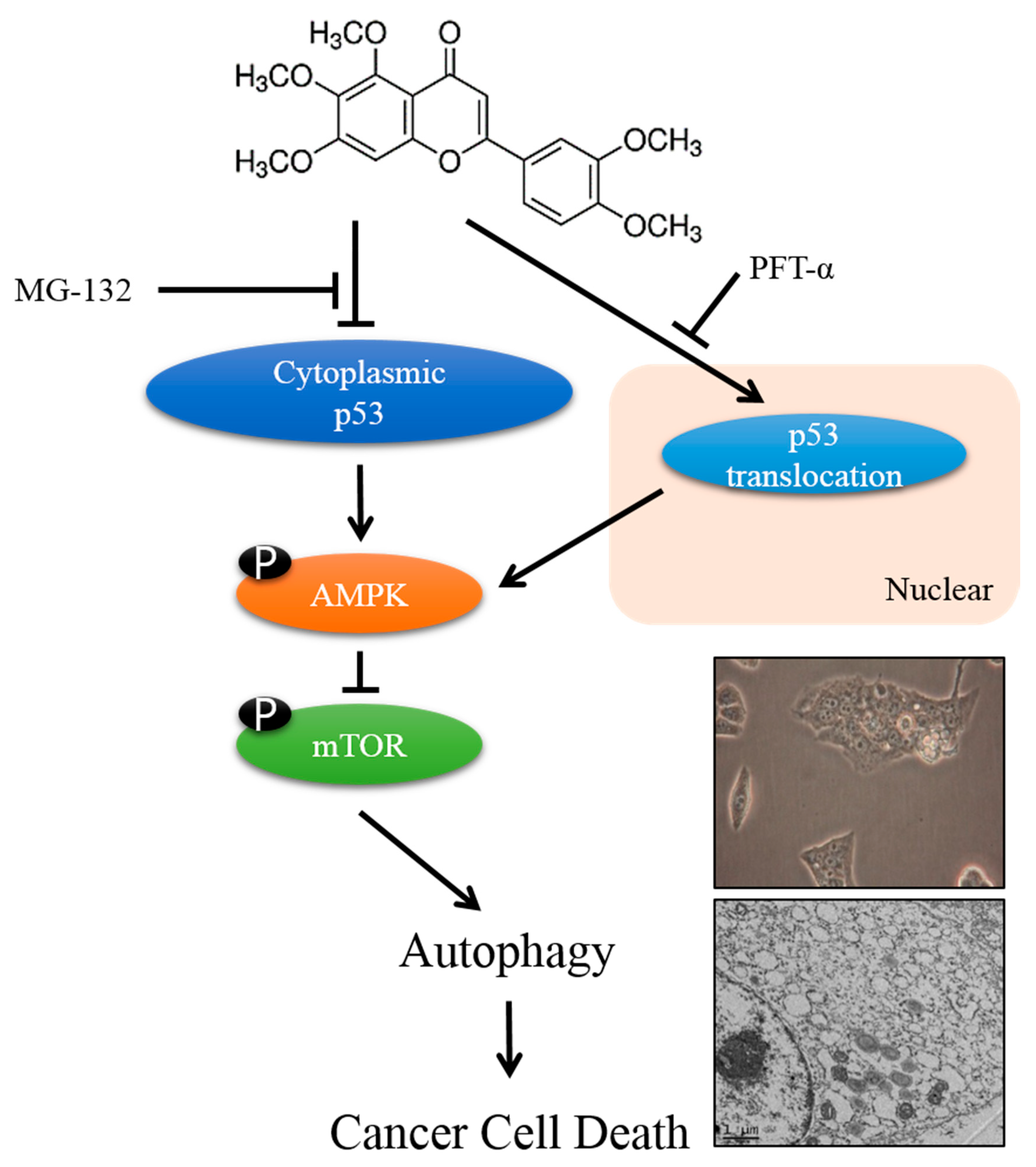 Nutrients 12 02462 g007