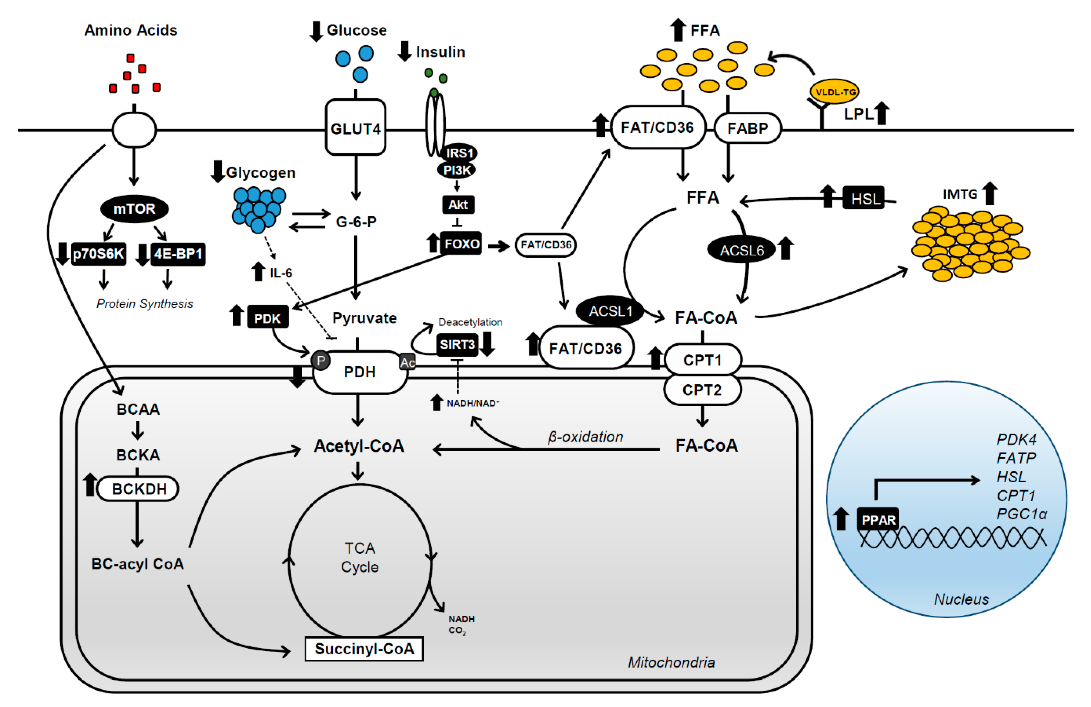 Nutrients 12 02496 g001