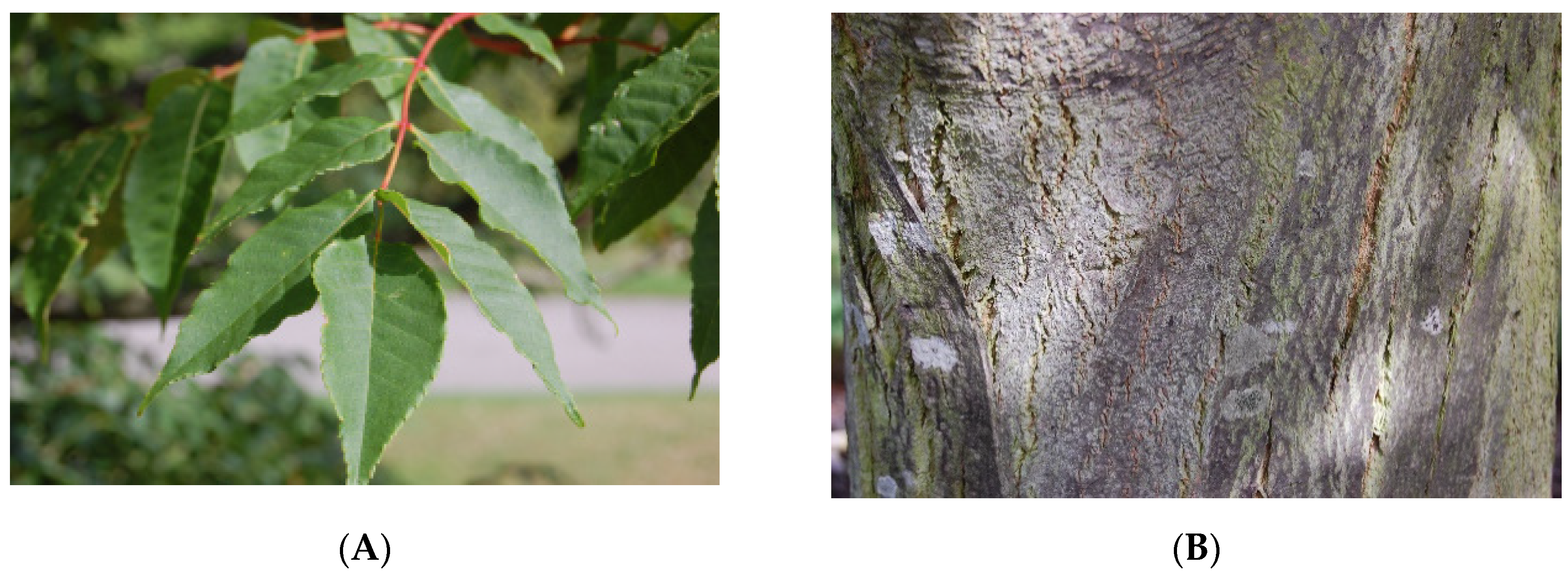 Nutrients 12 02584 g001