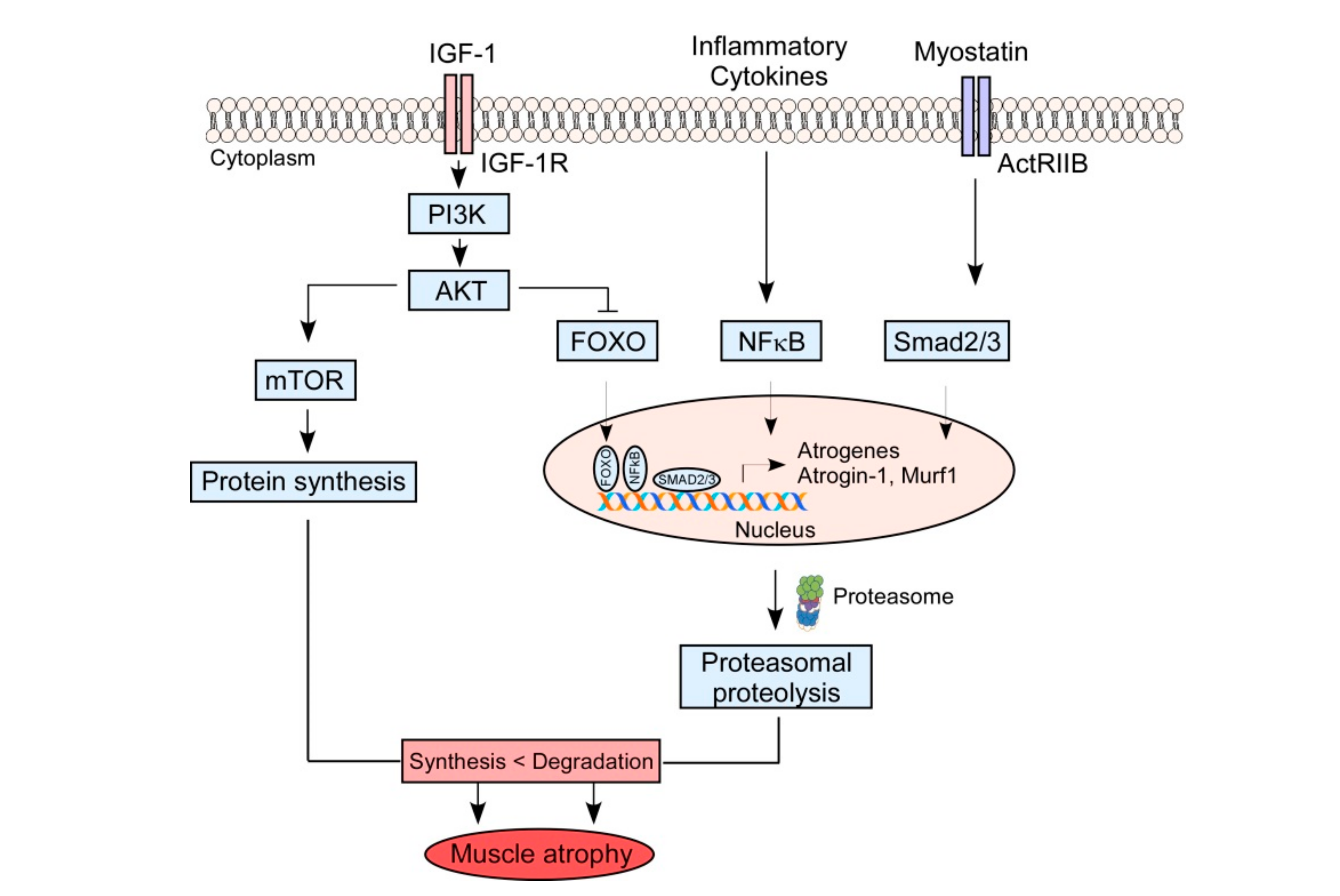 Nutrients 12 02597 g001