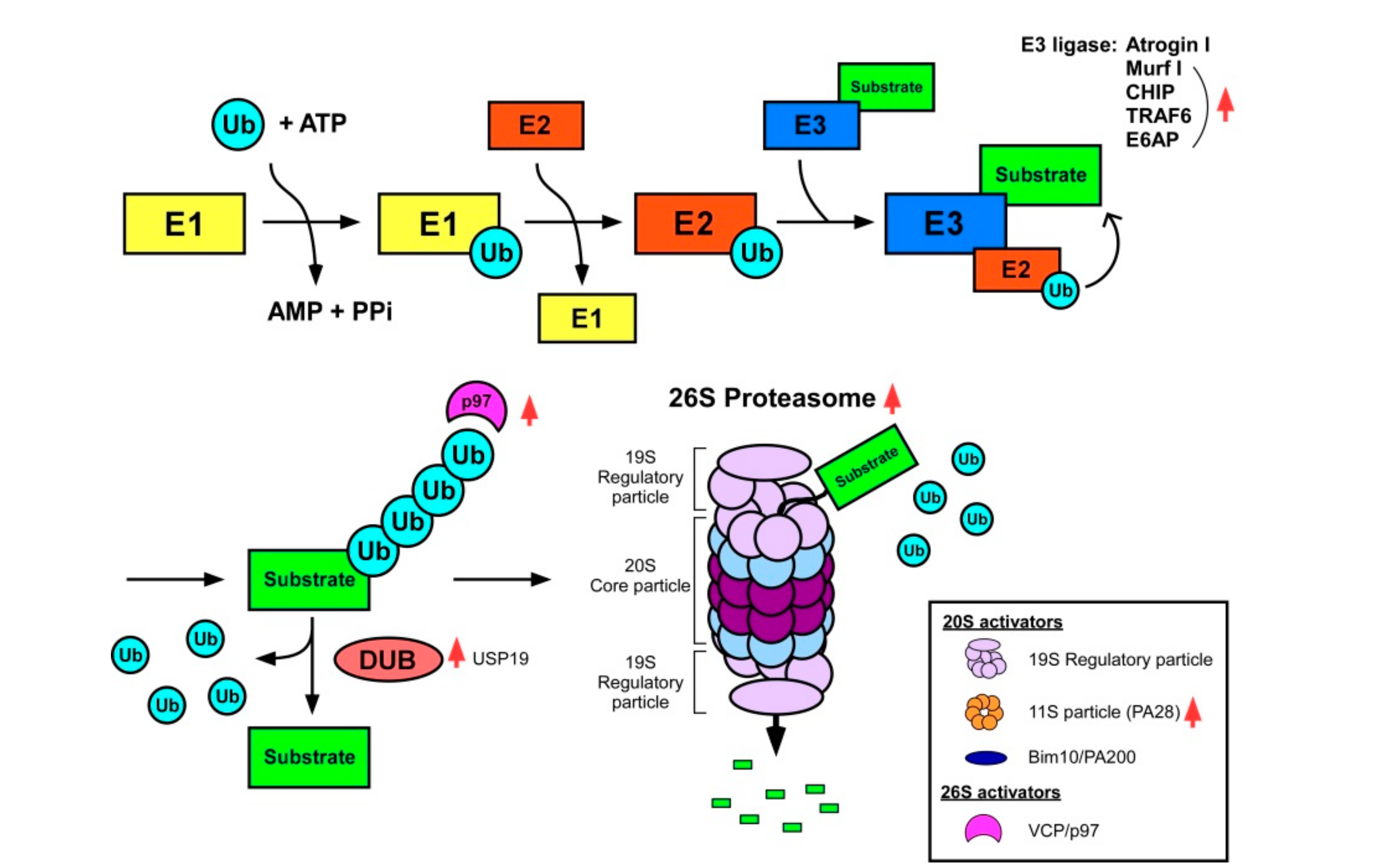 Nutrients 12 02597 g003