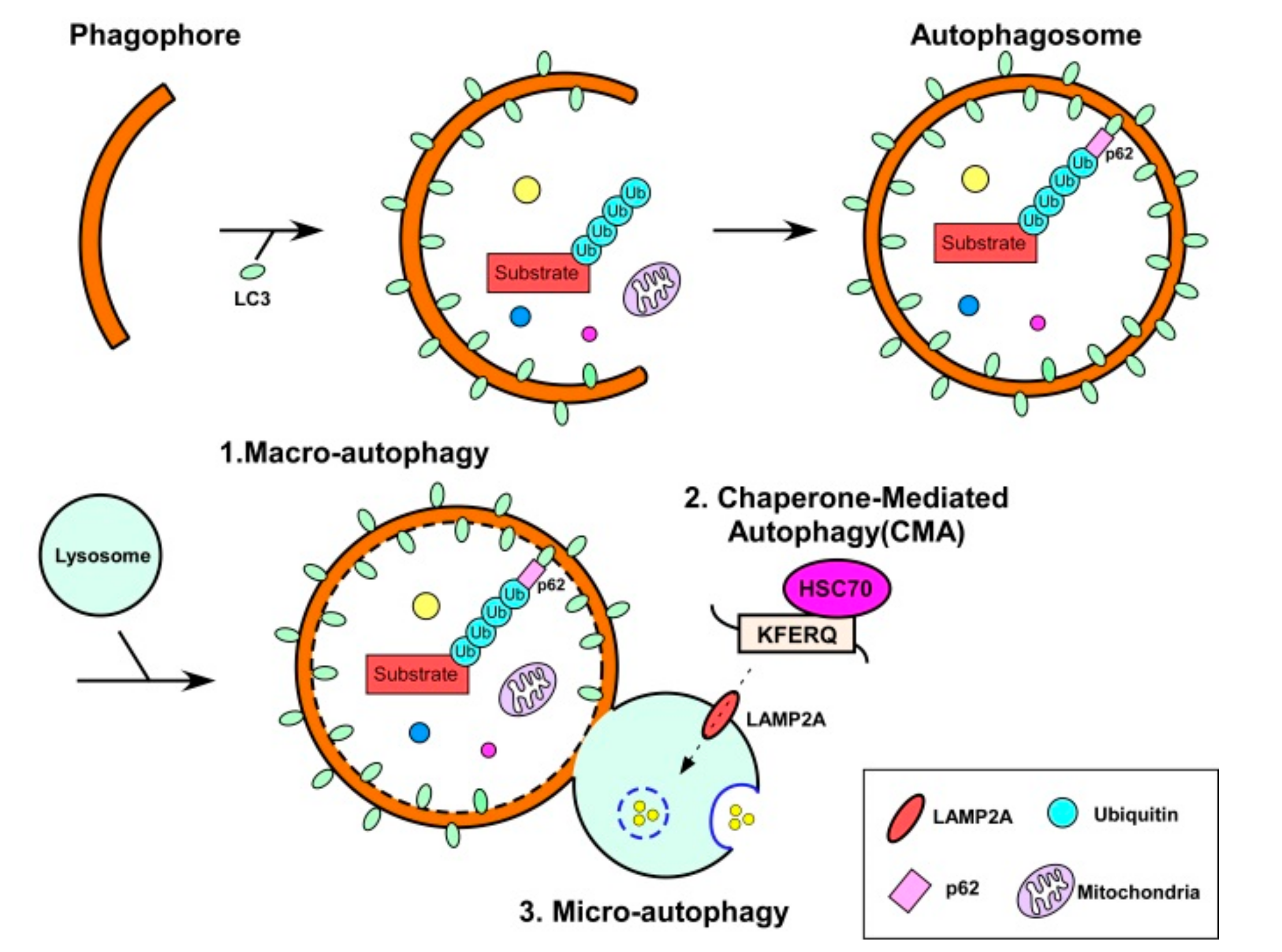 Nutrients 12 02597 g004