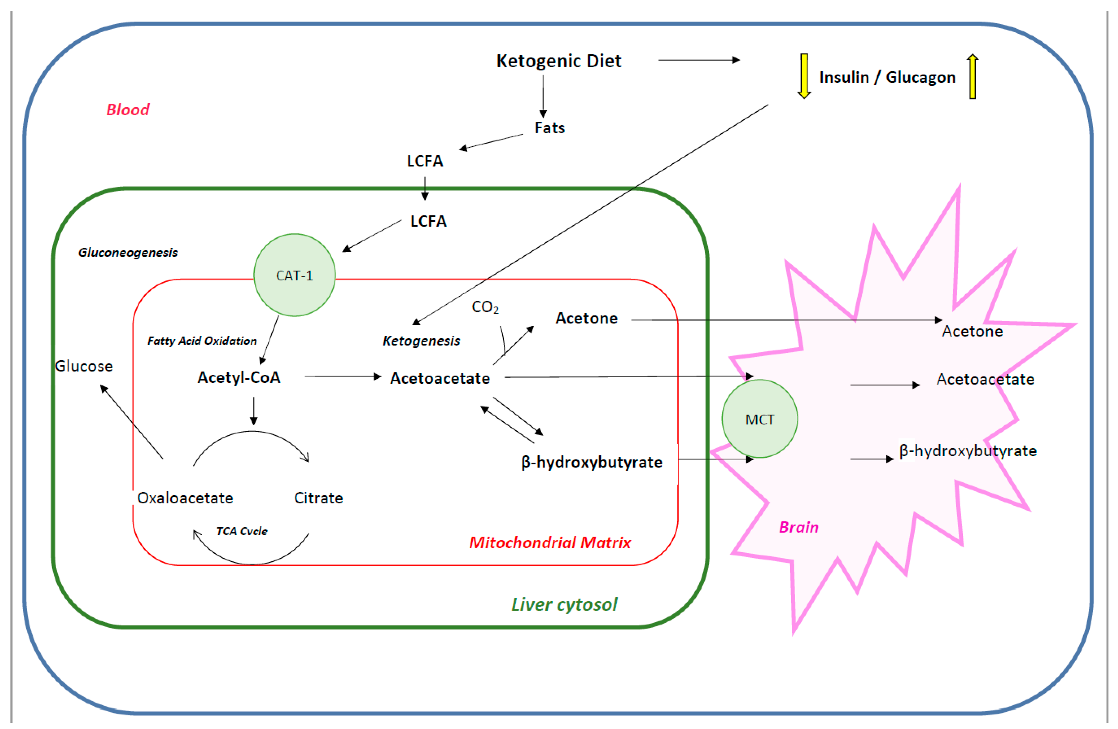 Nutrients 12 02616 g001