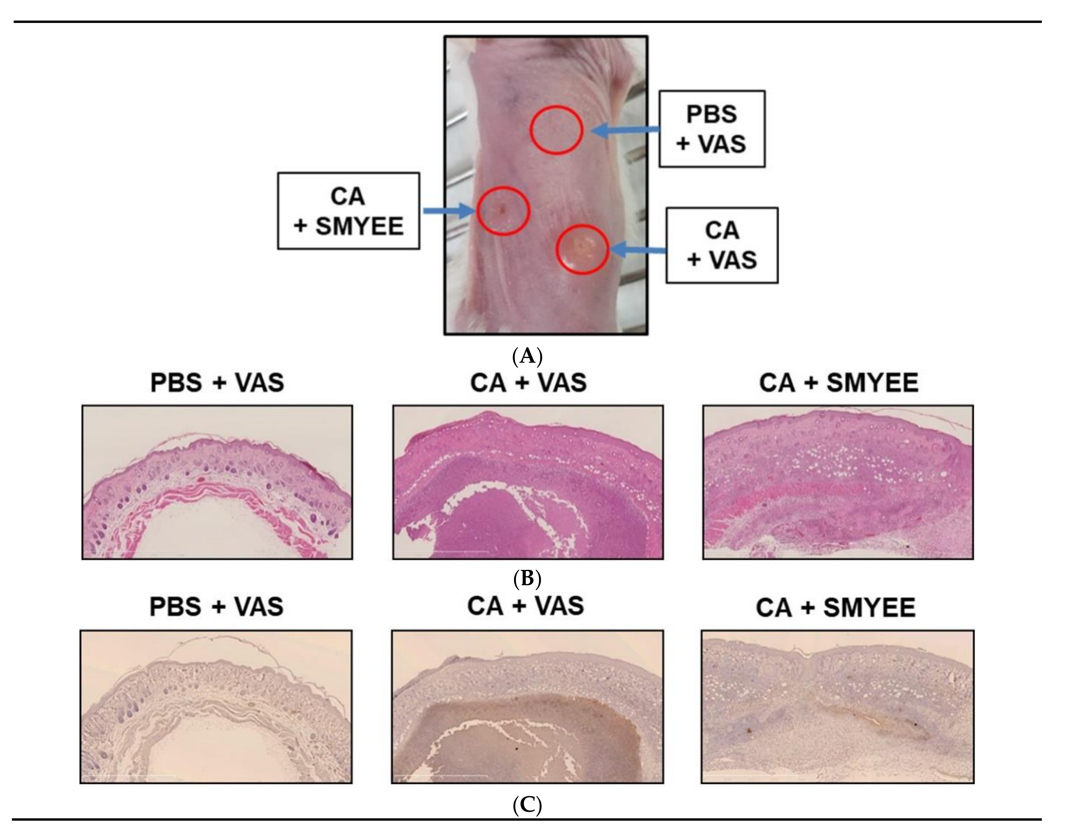 Nutrients 12 02620 g001