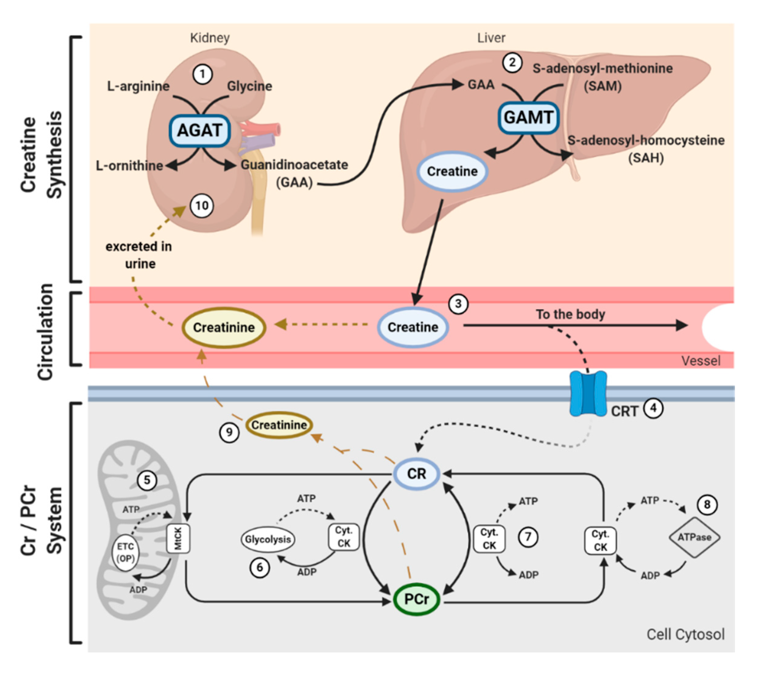 Nutrients 12 02834 g001