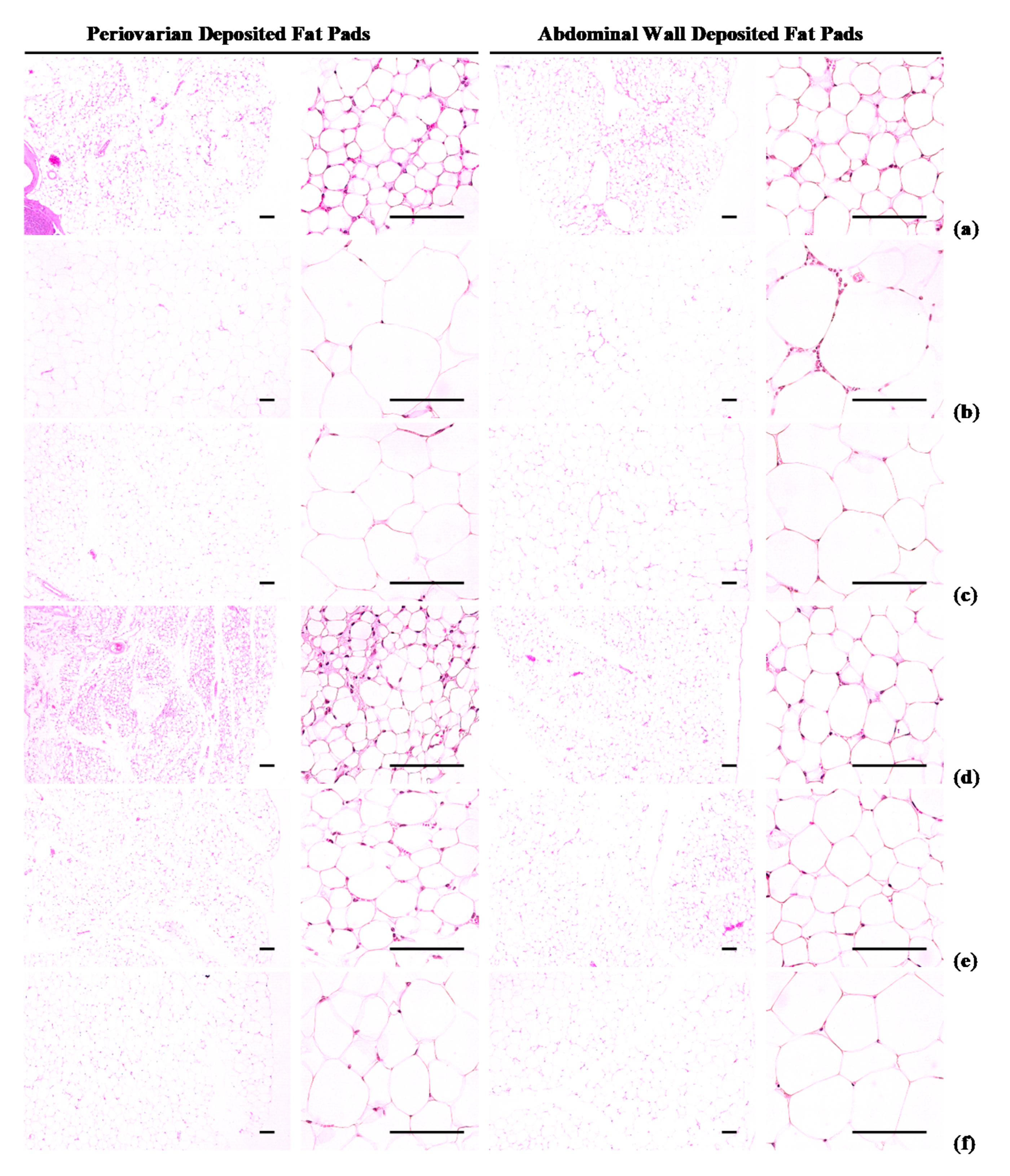 Nutrients 12 02837 g004 Nutrients 12 02837 g004