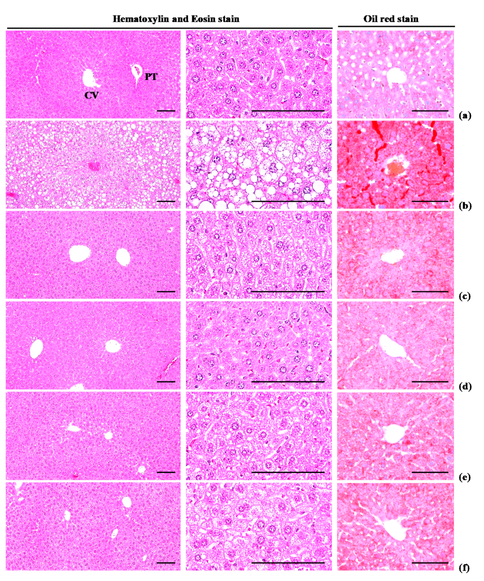 Nutrients 12 02837 g009 Nutrients 12 02837 g009