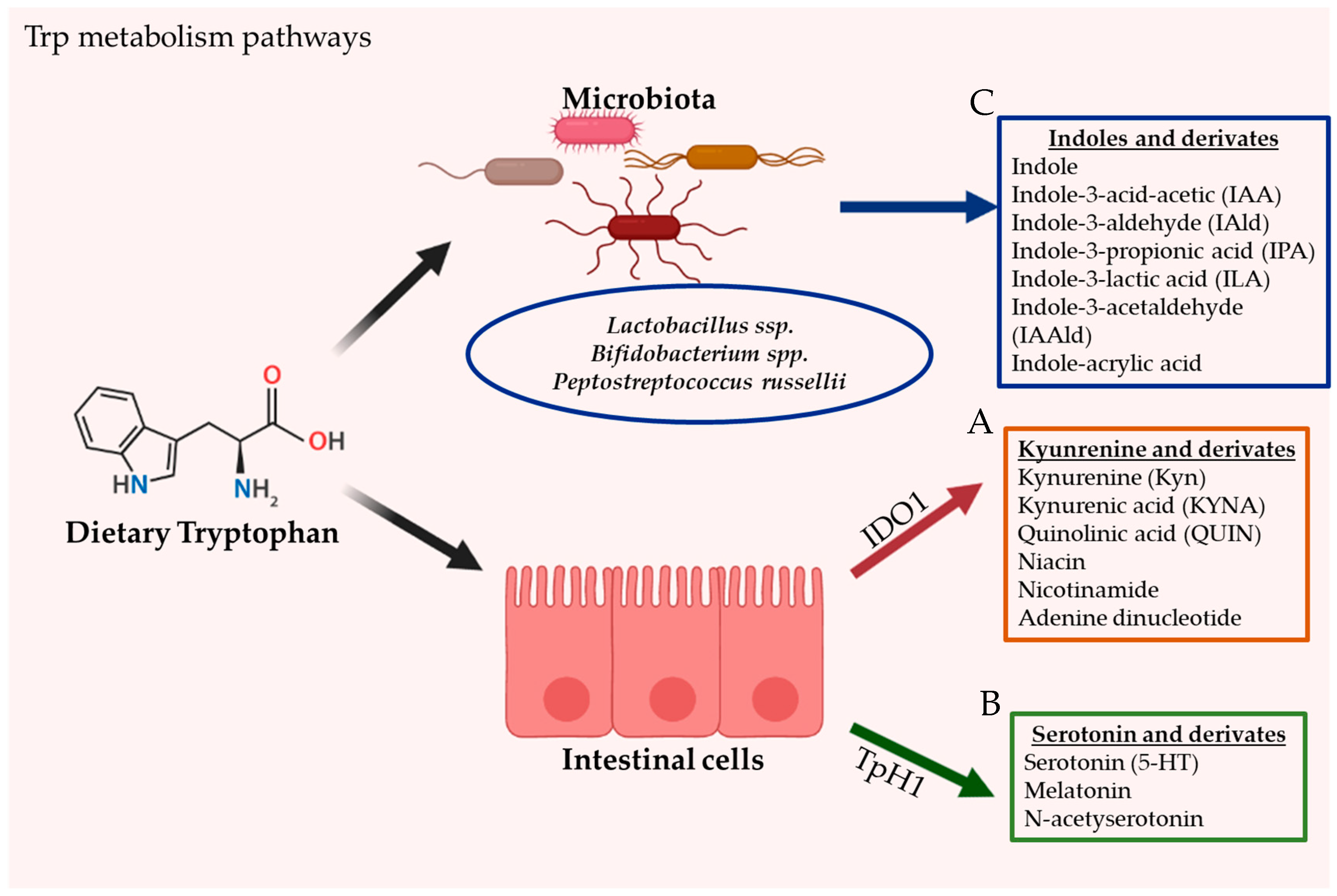 Nutrients 12 02846 g001 Nutrients 12 02846 g001