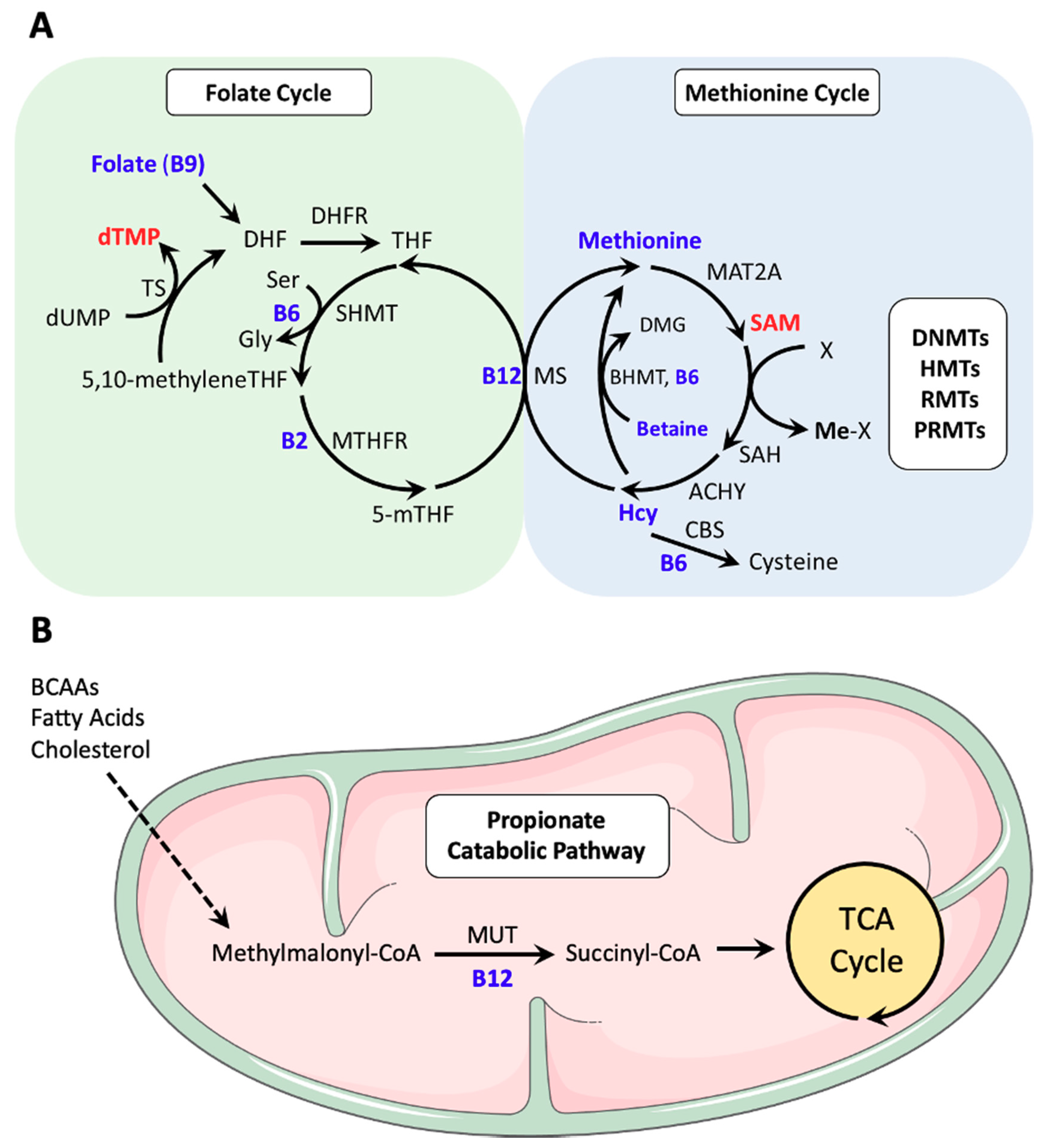 B Vitamins and One-Carbon Metabolism: Implications in Human Health and ...