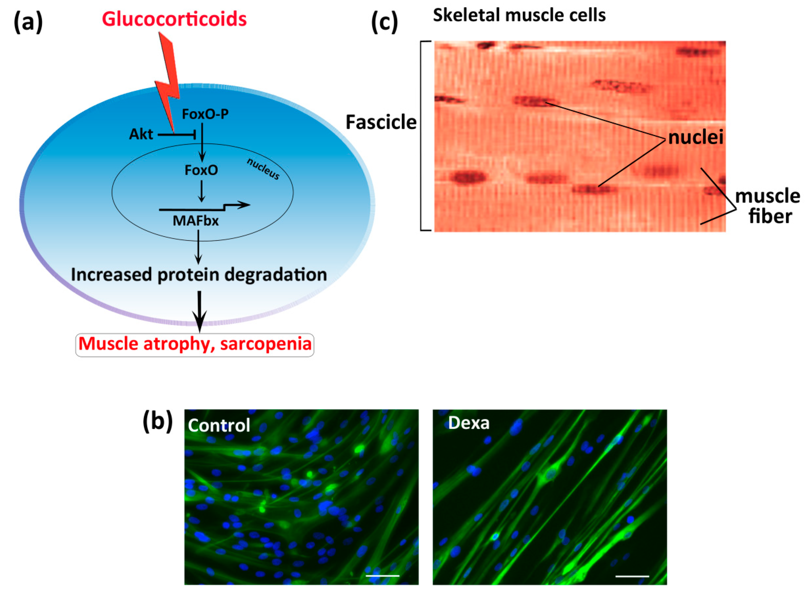 Nutrients 12 02869 g001 Nutrients 12 02869 g001