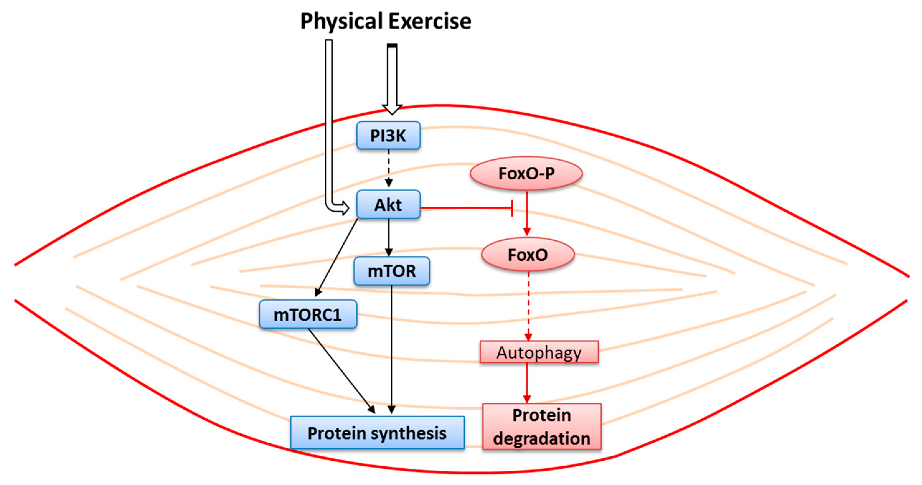 Nutrients 12 02869 g002 Nutrients 12 02869 g002