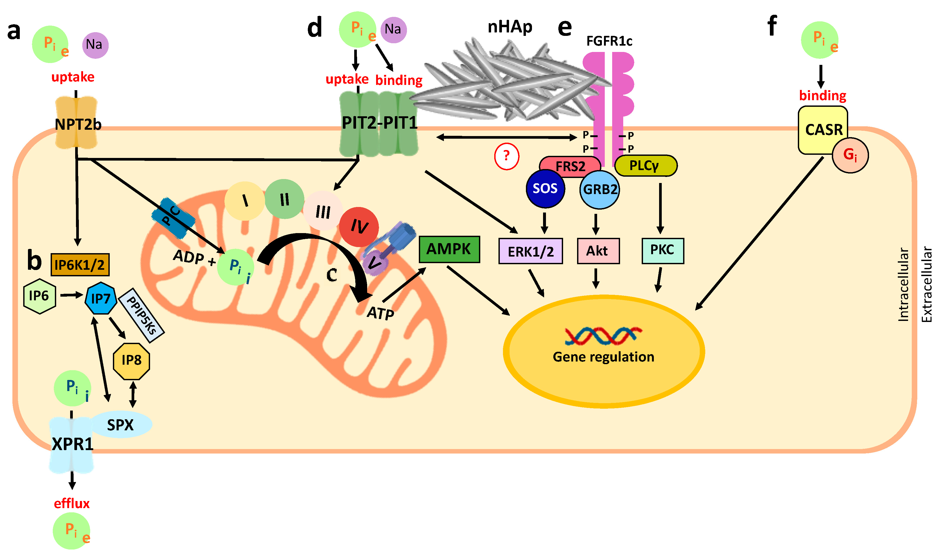 Nutrients 12 03001 g003