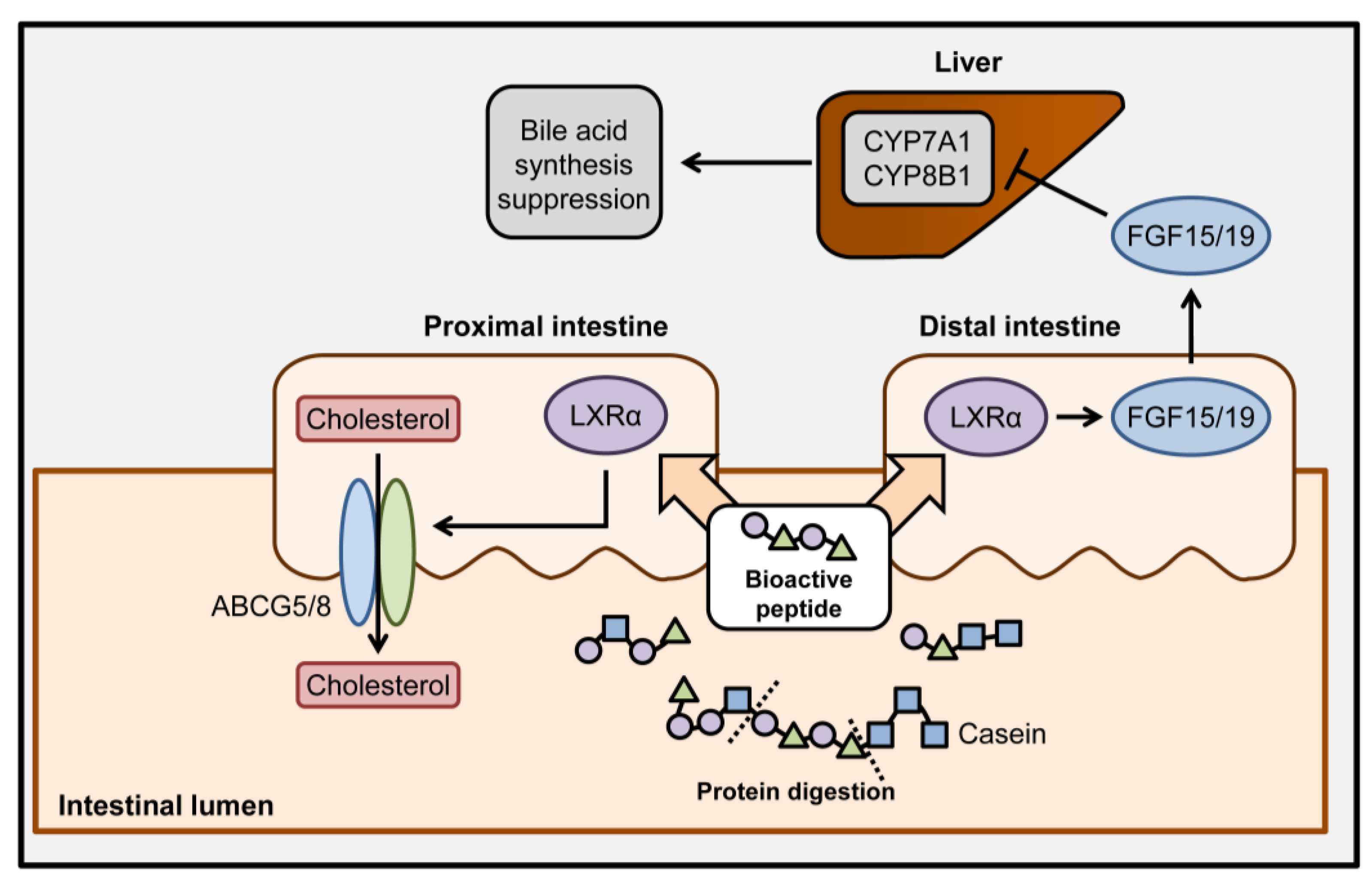 Nutrients 12 03058 g006 Nutrients 12 03058 g006