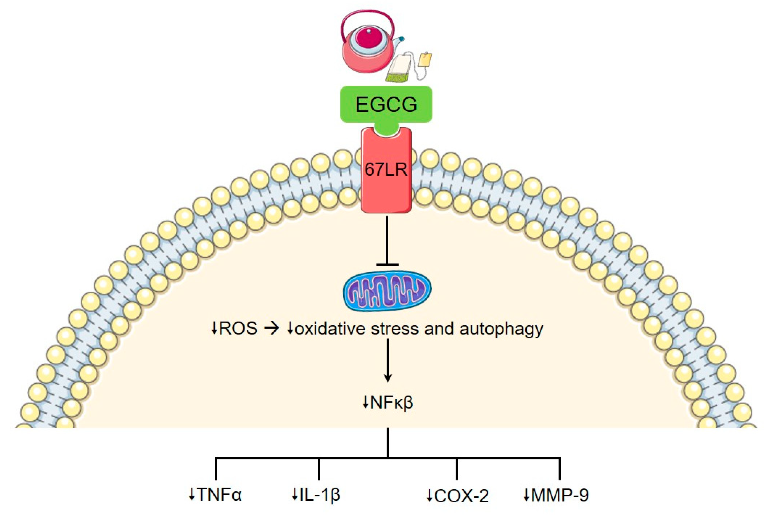 Nutrients 12 03155 g002