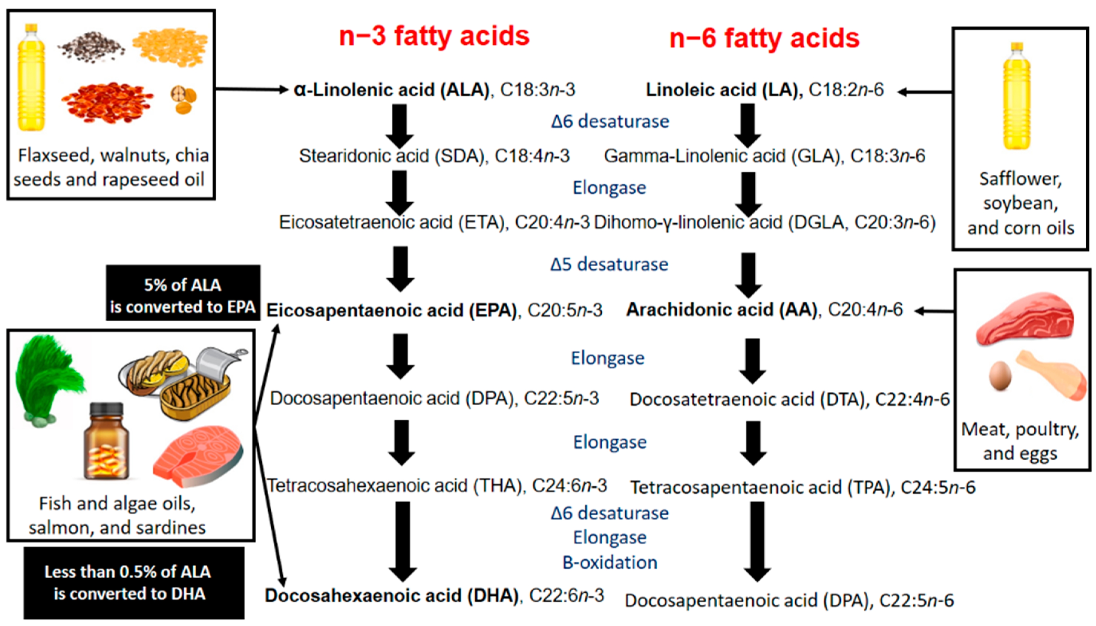 Nutrients 12 03159 g001 Nutrients 12 03159 g001