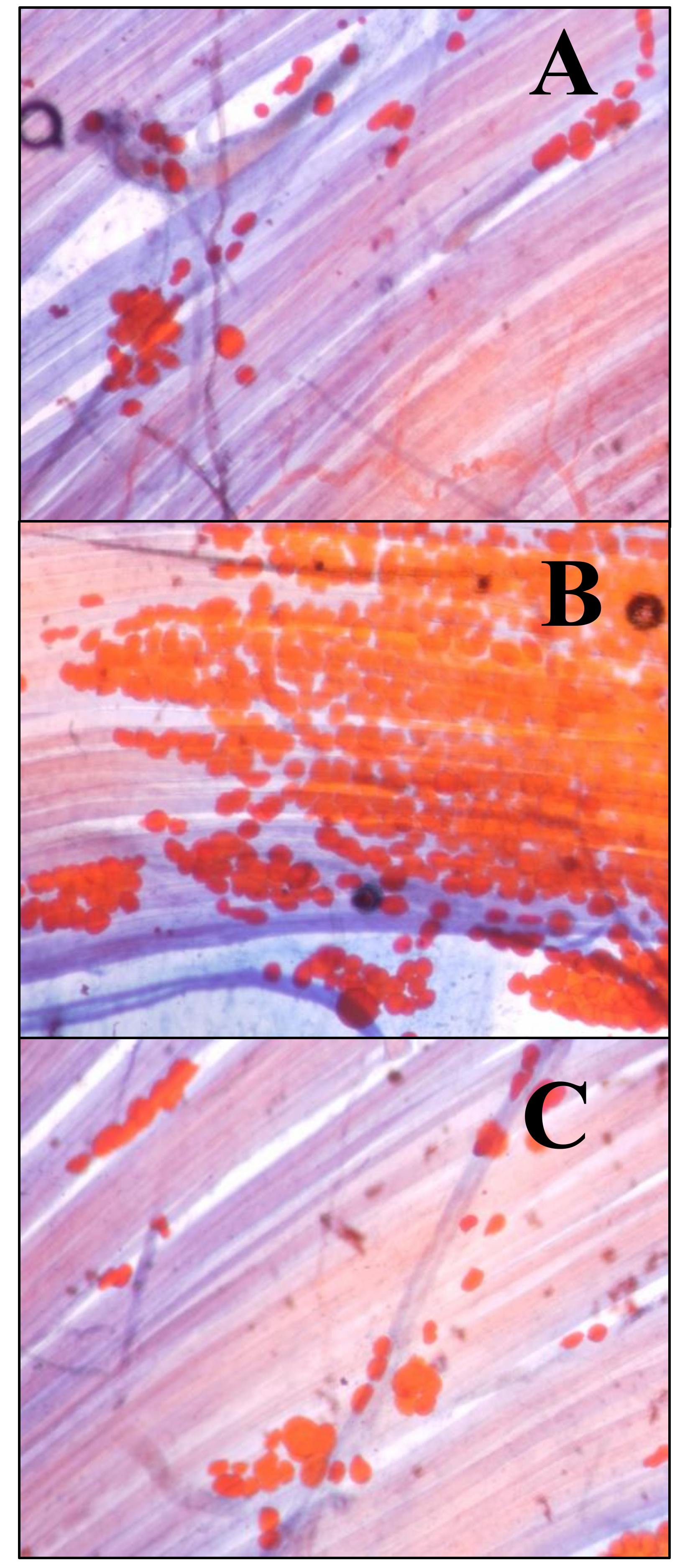 Nutrients 12 03216 g002 Nutrients 12 03216 g002