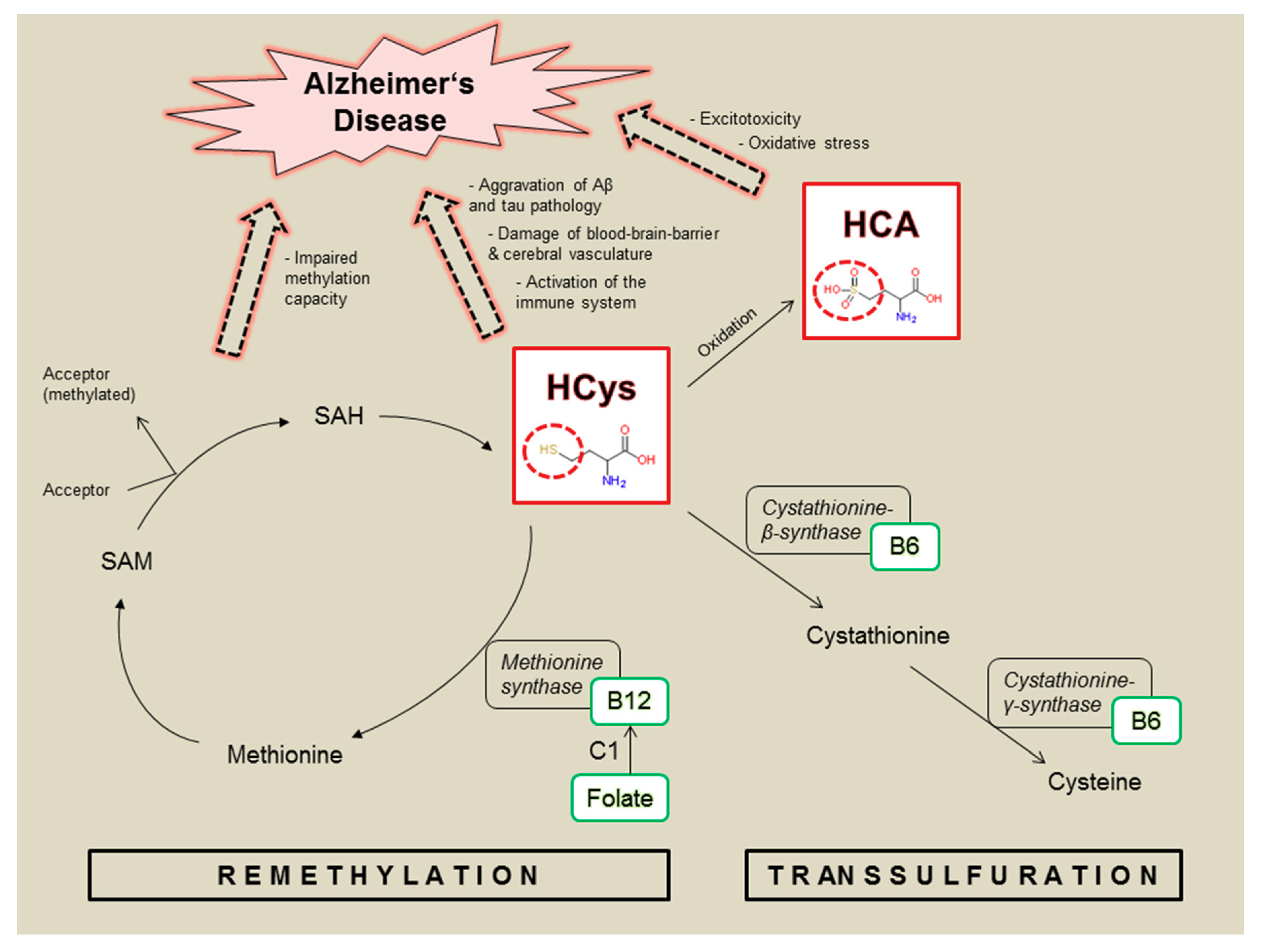 Nutrients 12 03248 g001