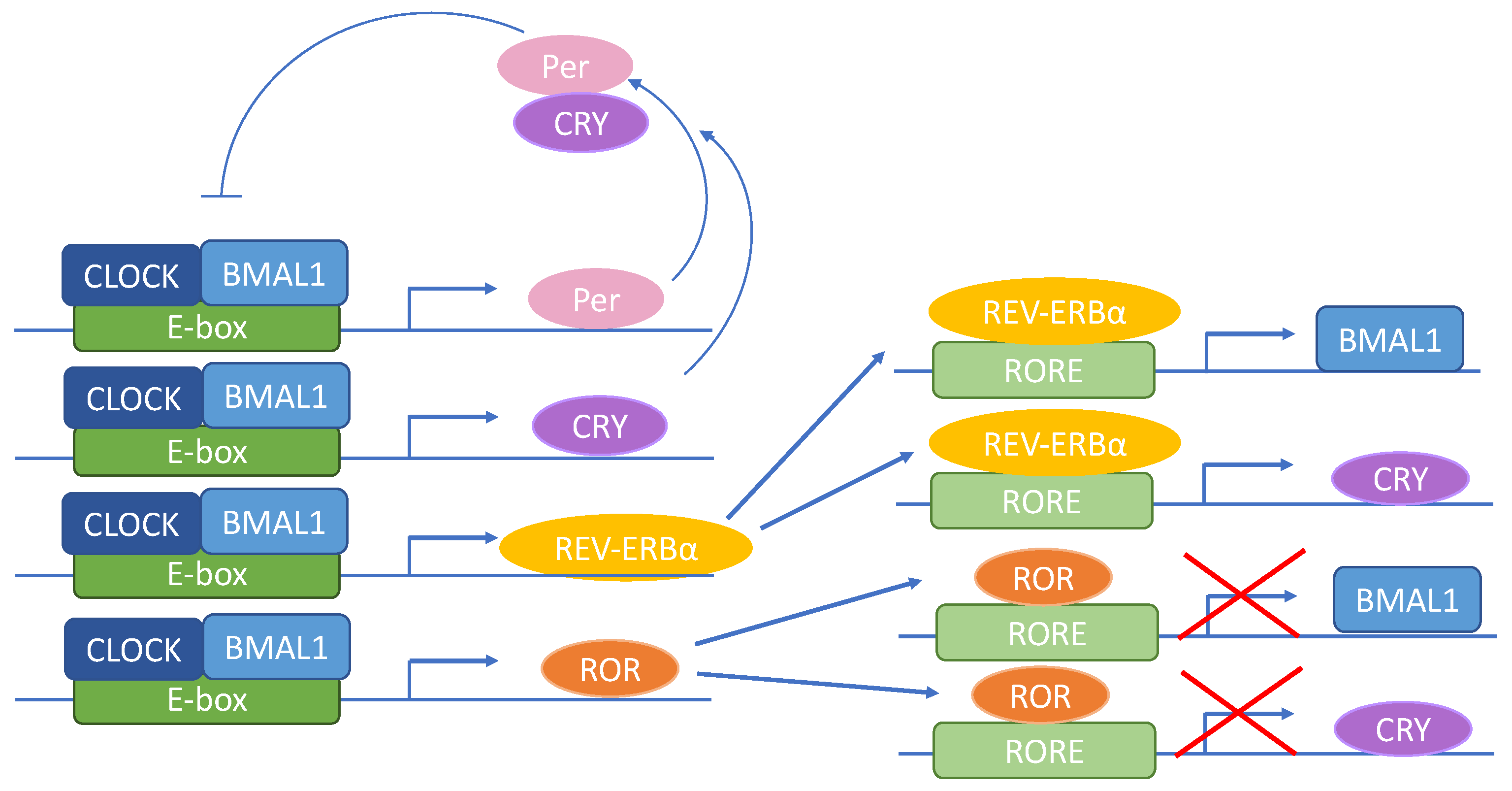 Nutrients 12 03476 g001 Nutrients 12 03476 g001