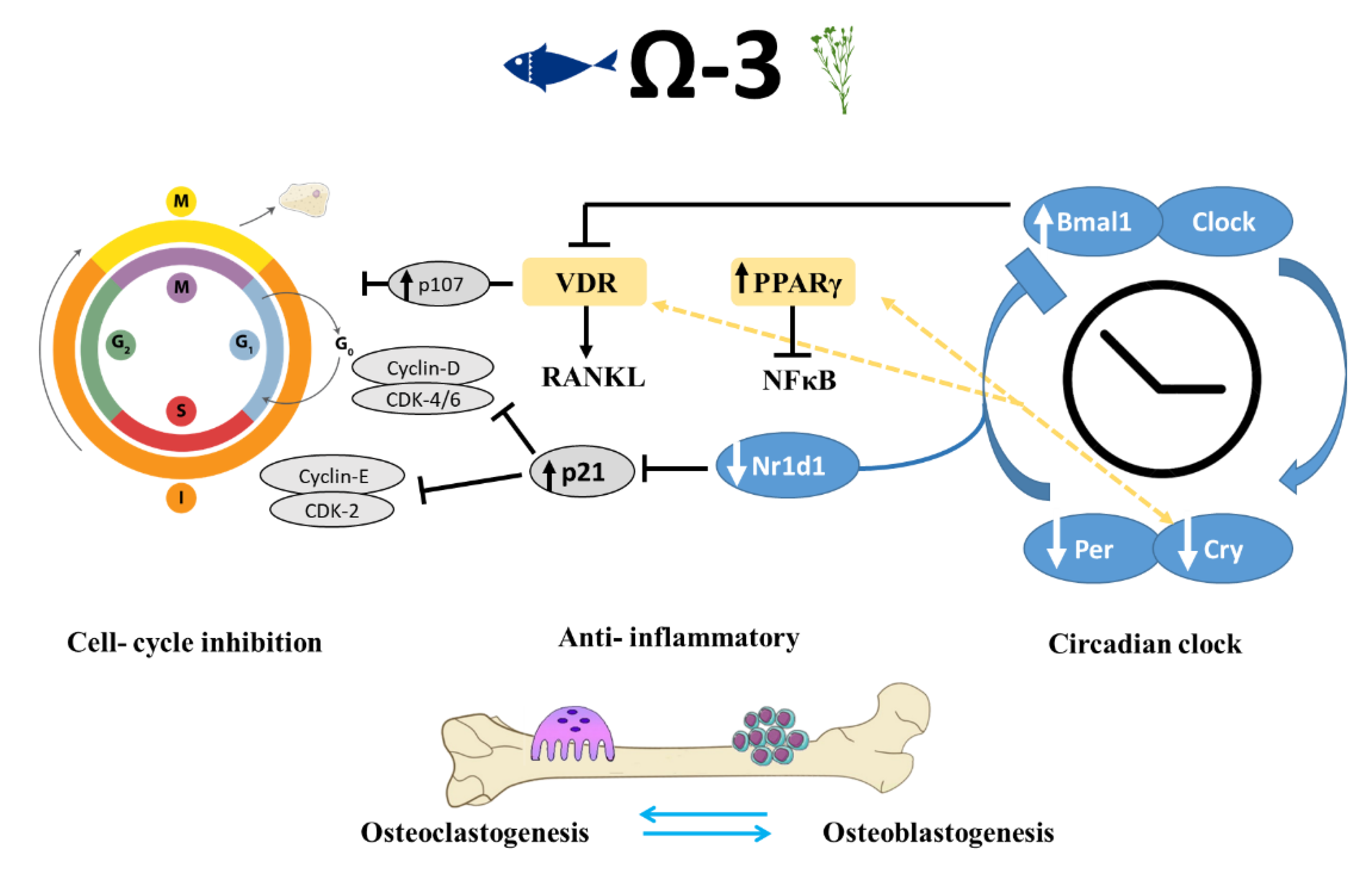 Nutrients 12 03494 g007 Nutrients 12 03494 g007