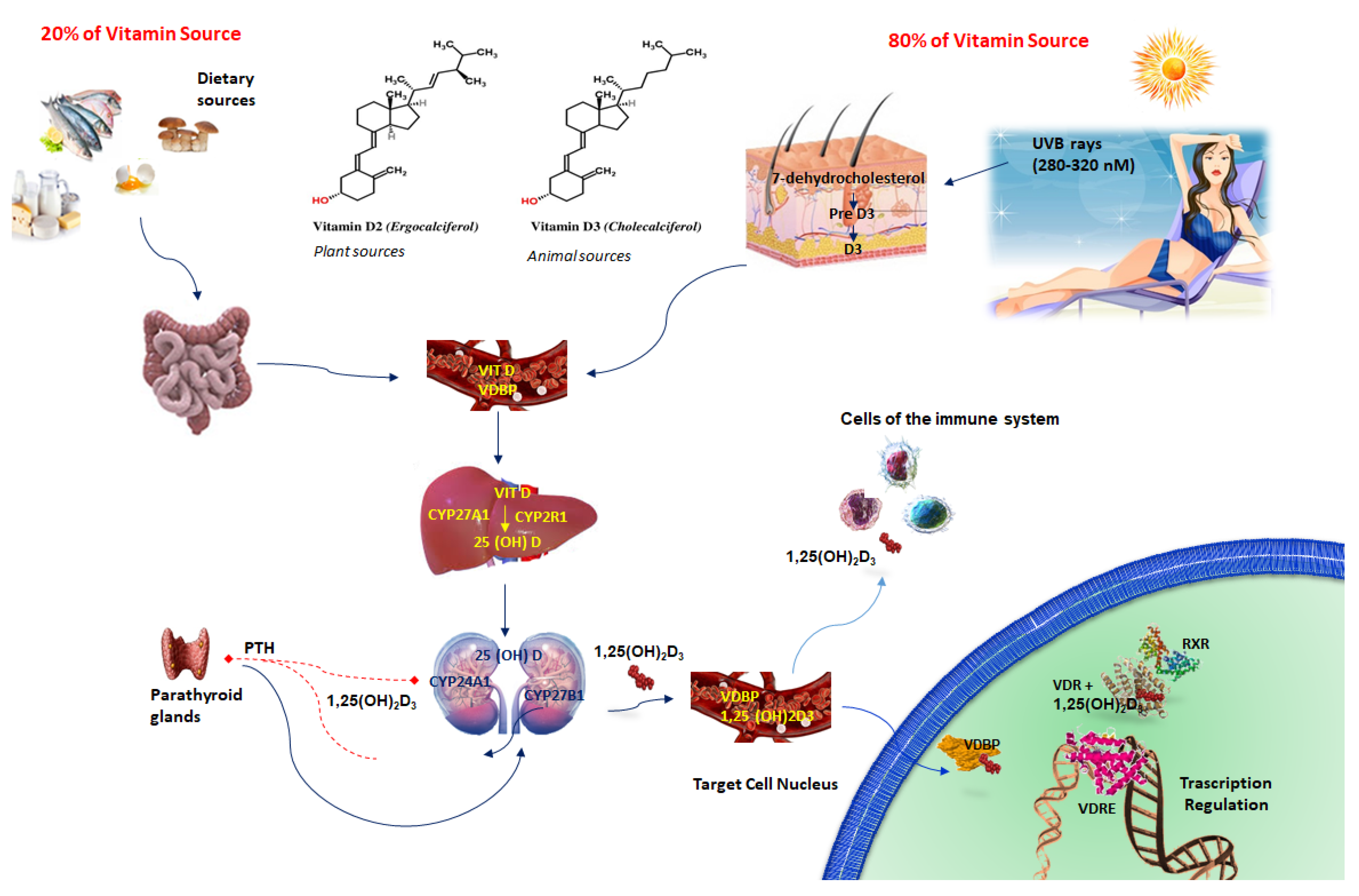 Nutrients 12 03512 g001