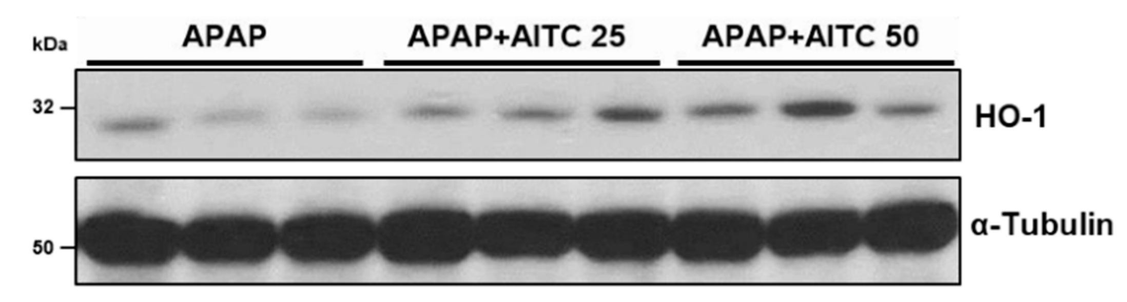 Nutrients 12 03585 g006 Nutrients 12 03585 g006