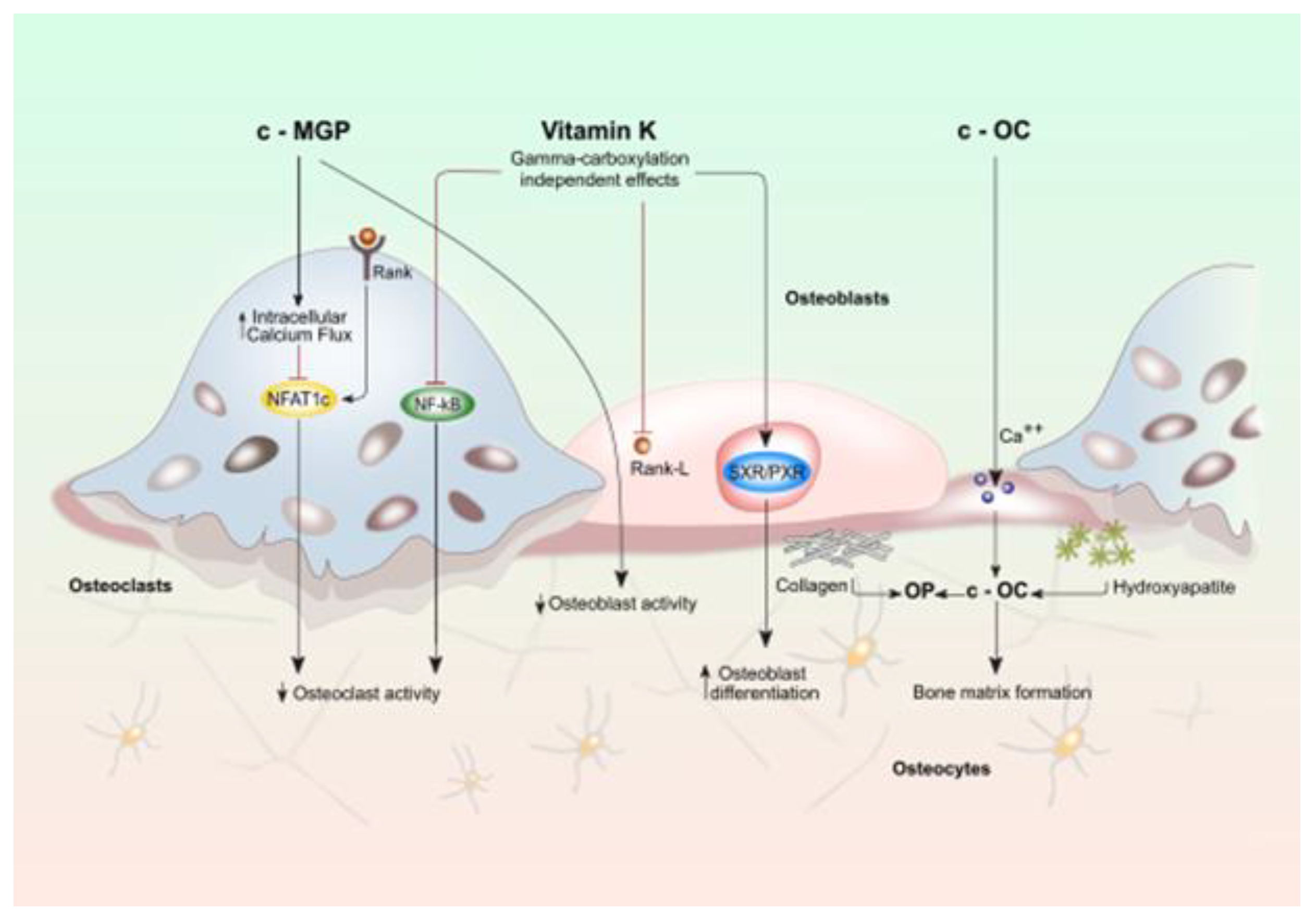 Nutrients 12 03625 g001