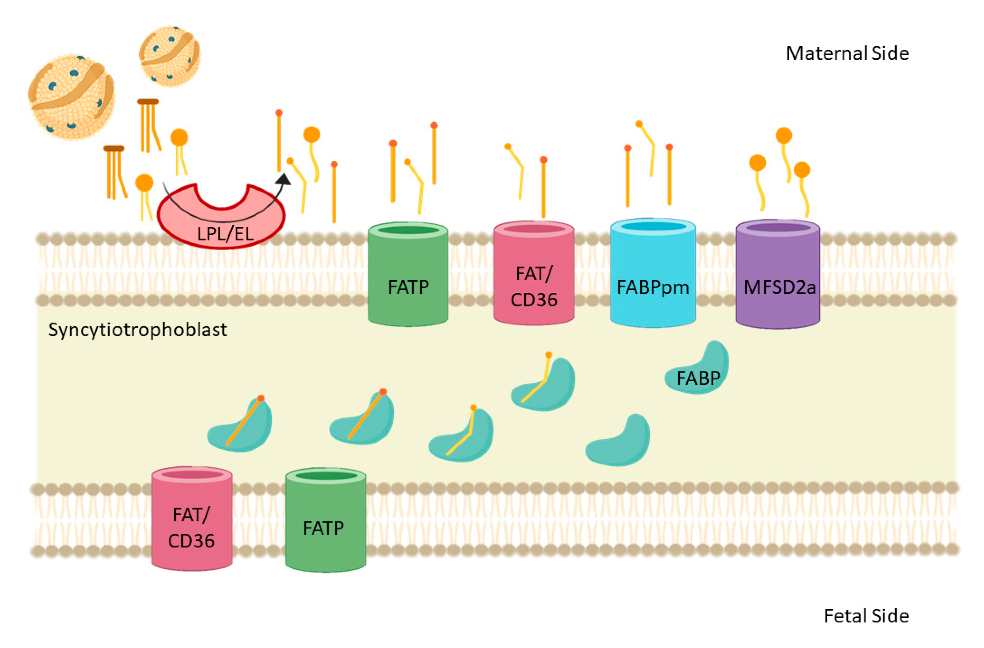 Nutrients 13 00019 g003