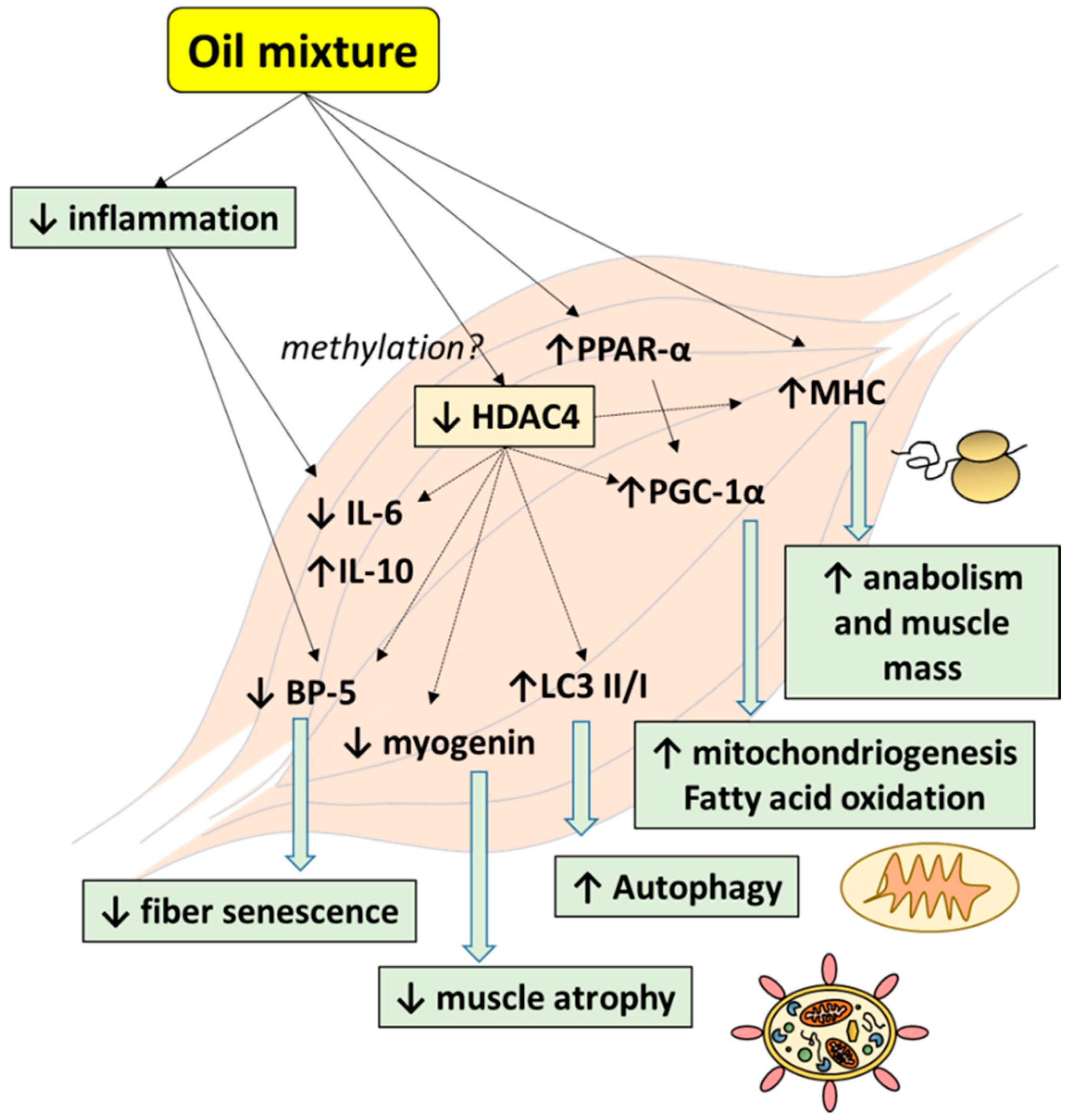 Nutrients 13 00044 g006