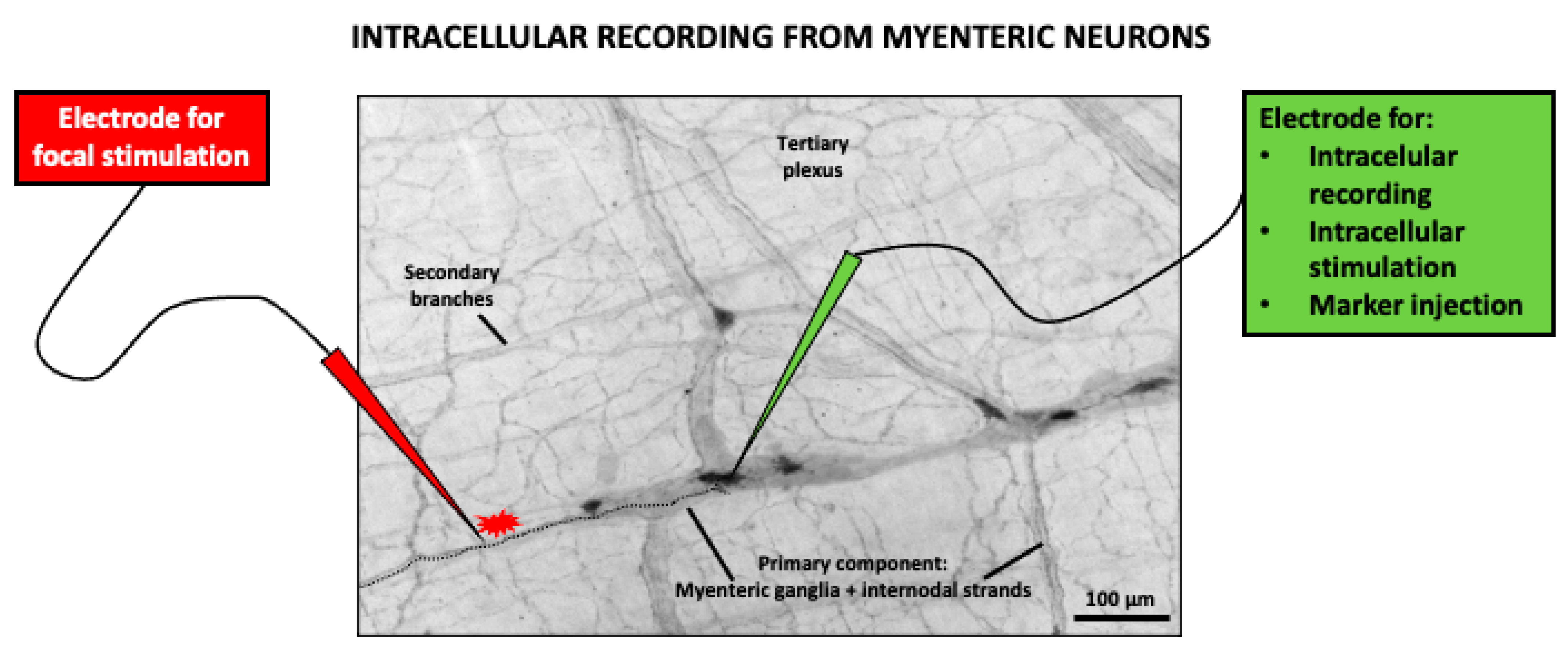 Nutrients 13 00088 g002