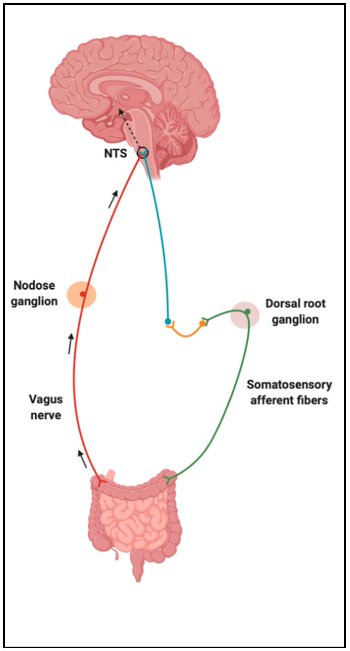 Nutrients 13 00196 g002 Nutrients 13 00196 g002