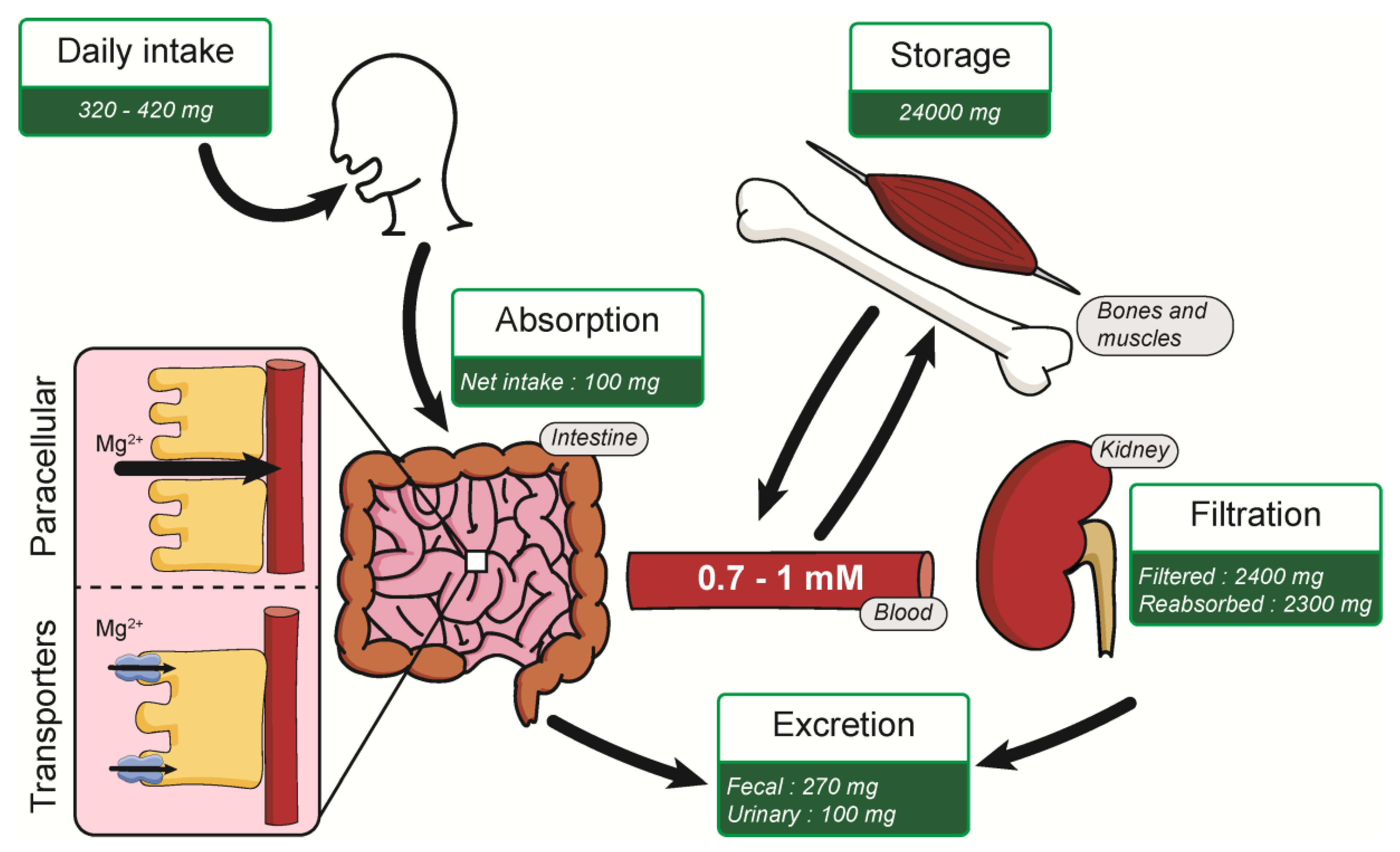 Nutrients 13 00210 g001 Nutrients 13 00210 g001