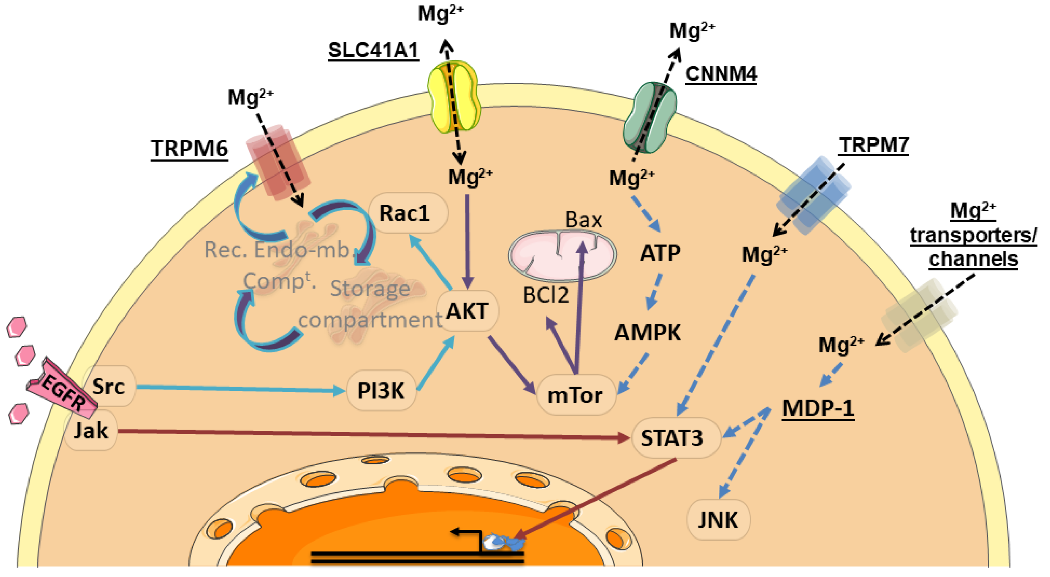 Nutrients 13 00210 g006 Nutrients 13 00210 g006