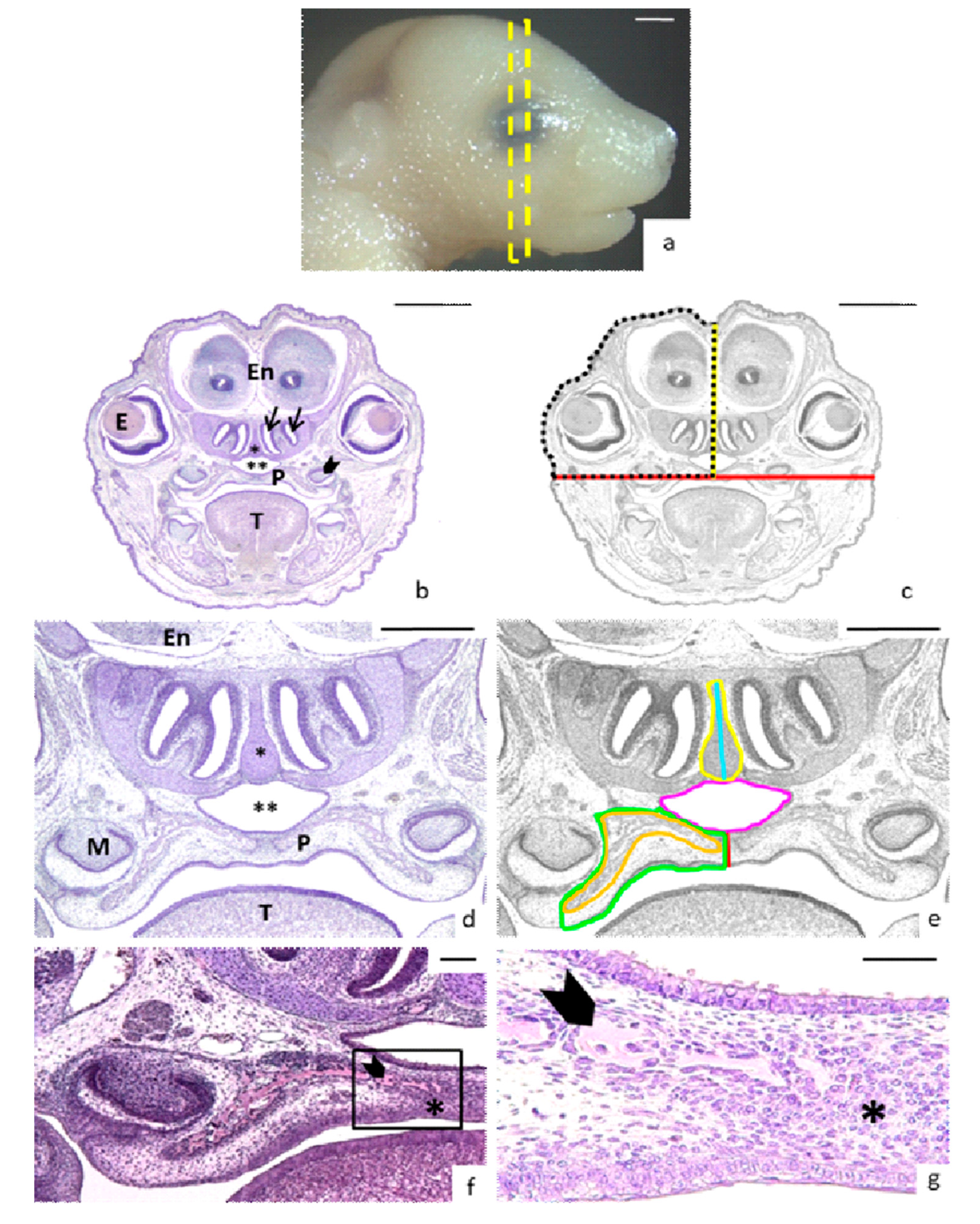 Nutrients 13 00251 g001