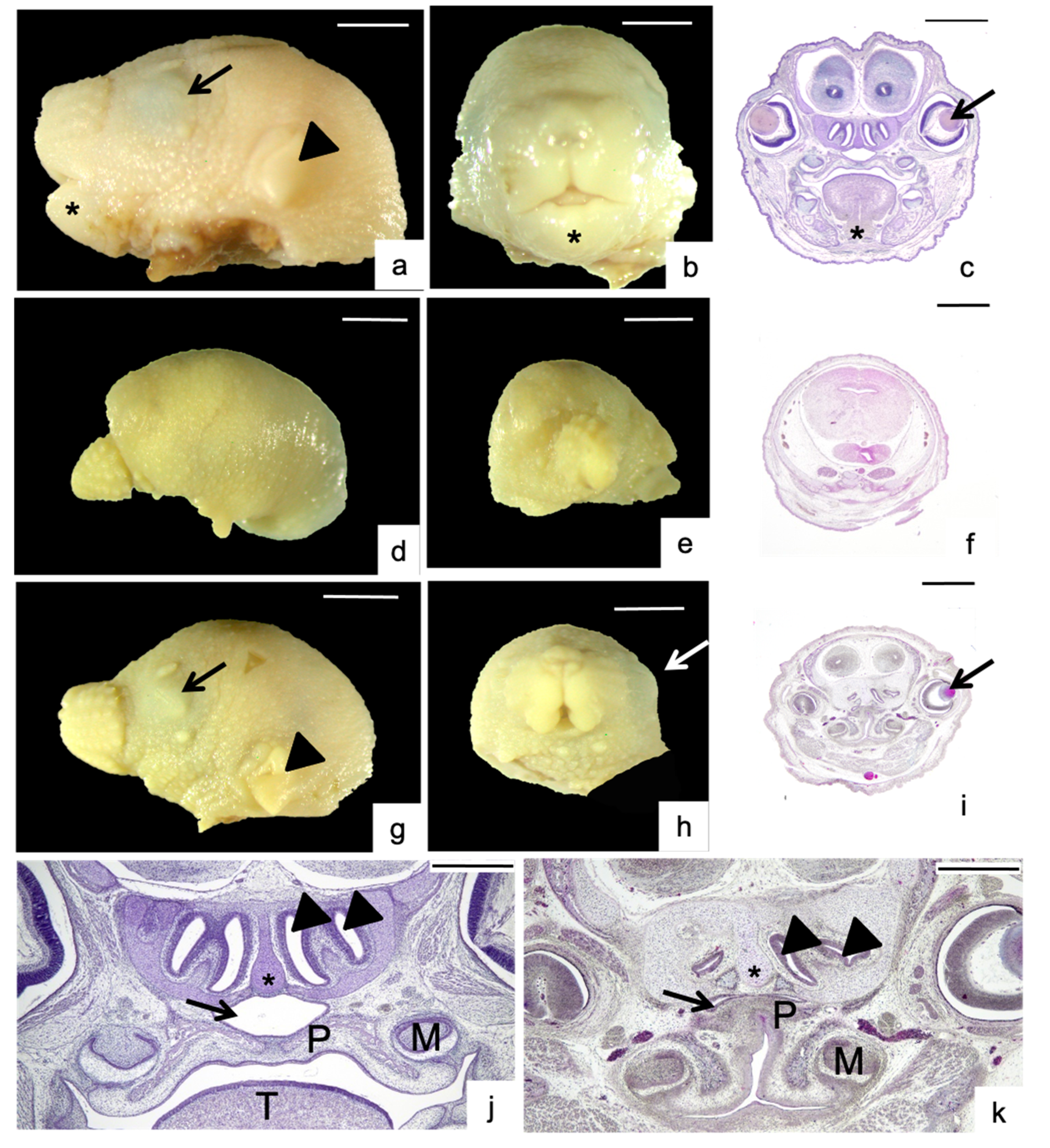 Nutrients 13 00251 g003