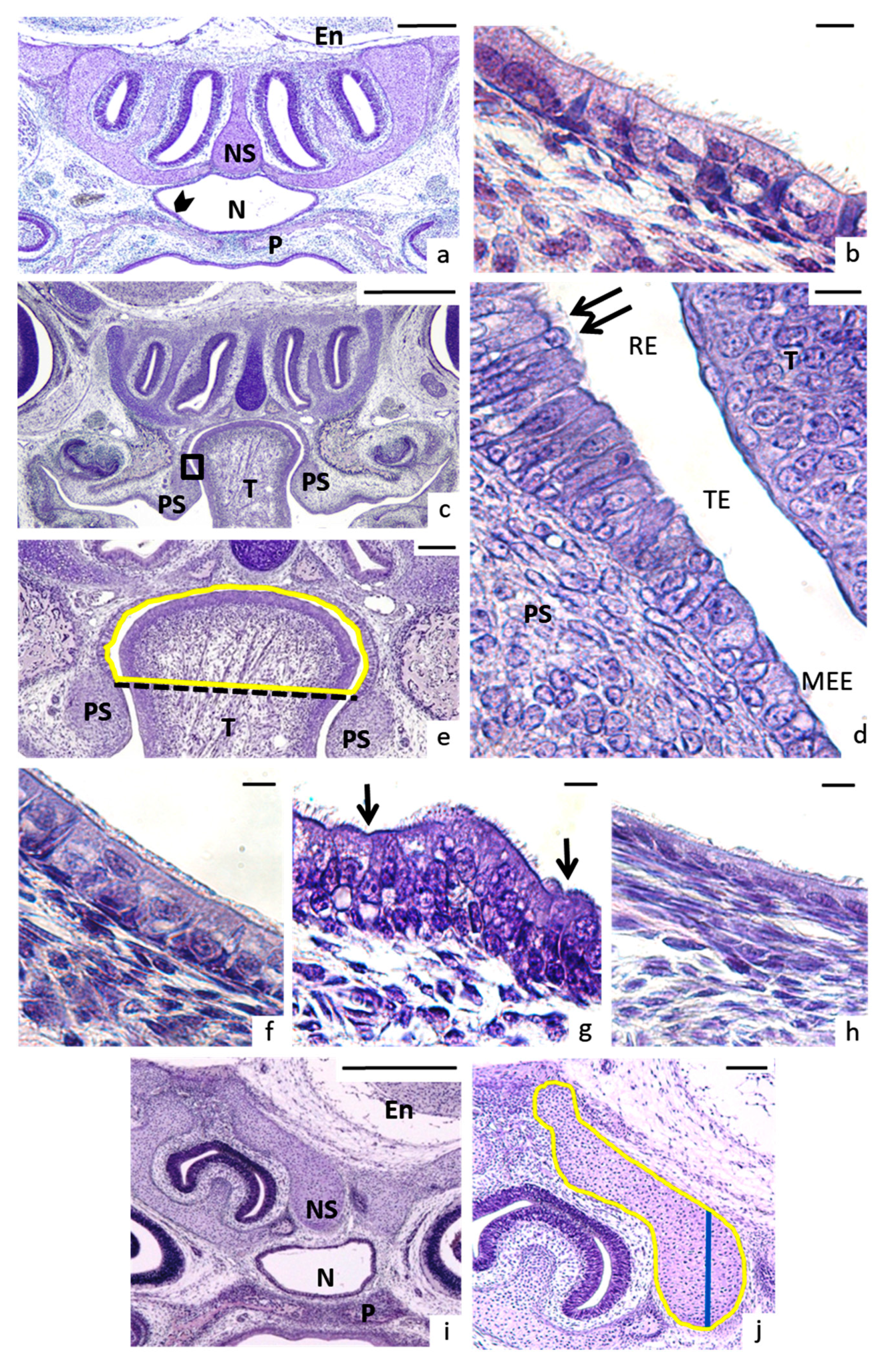 Nutrients 13 00251 g004