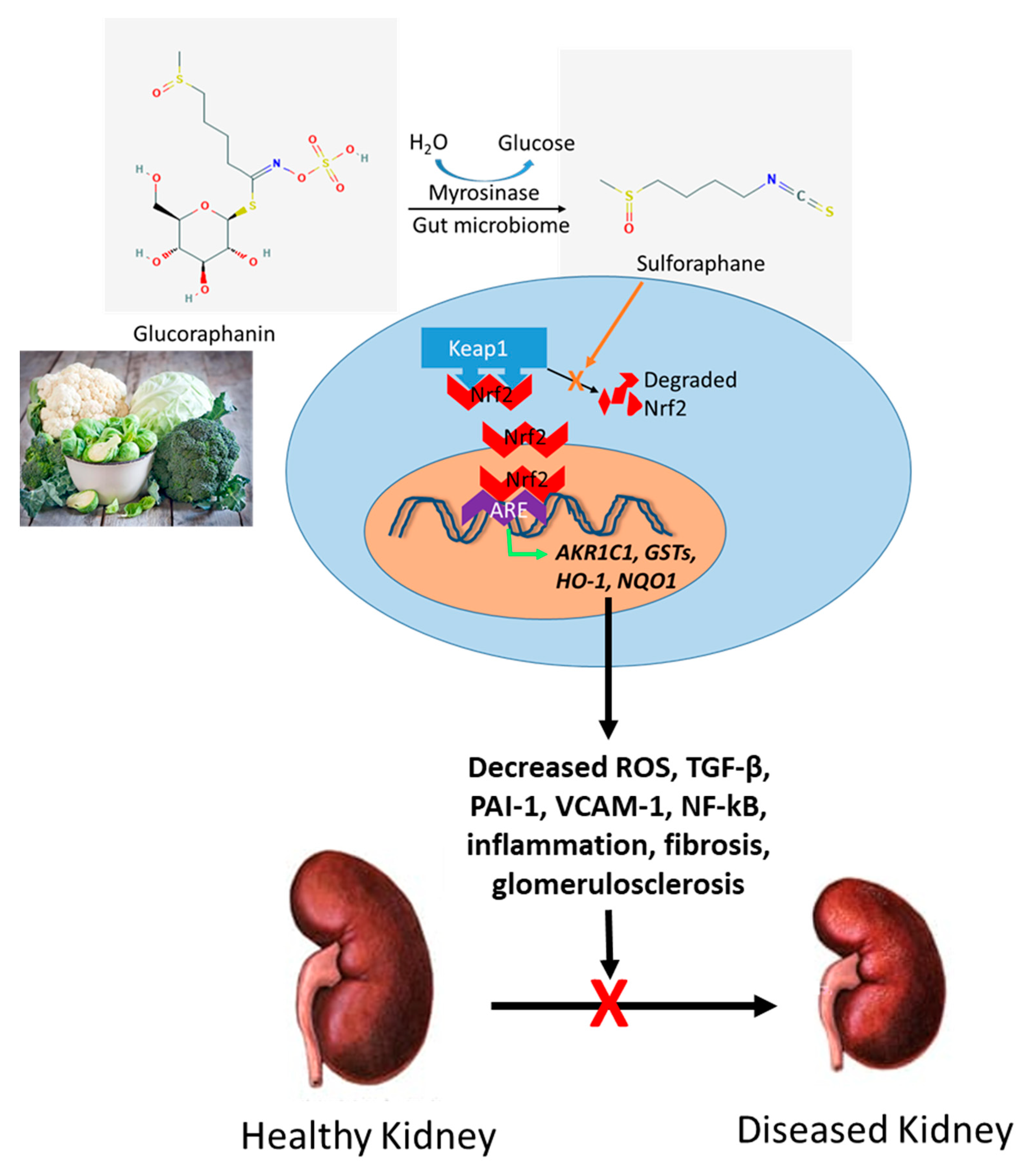 Nutrients 13 00266 g002