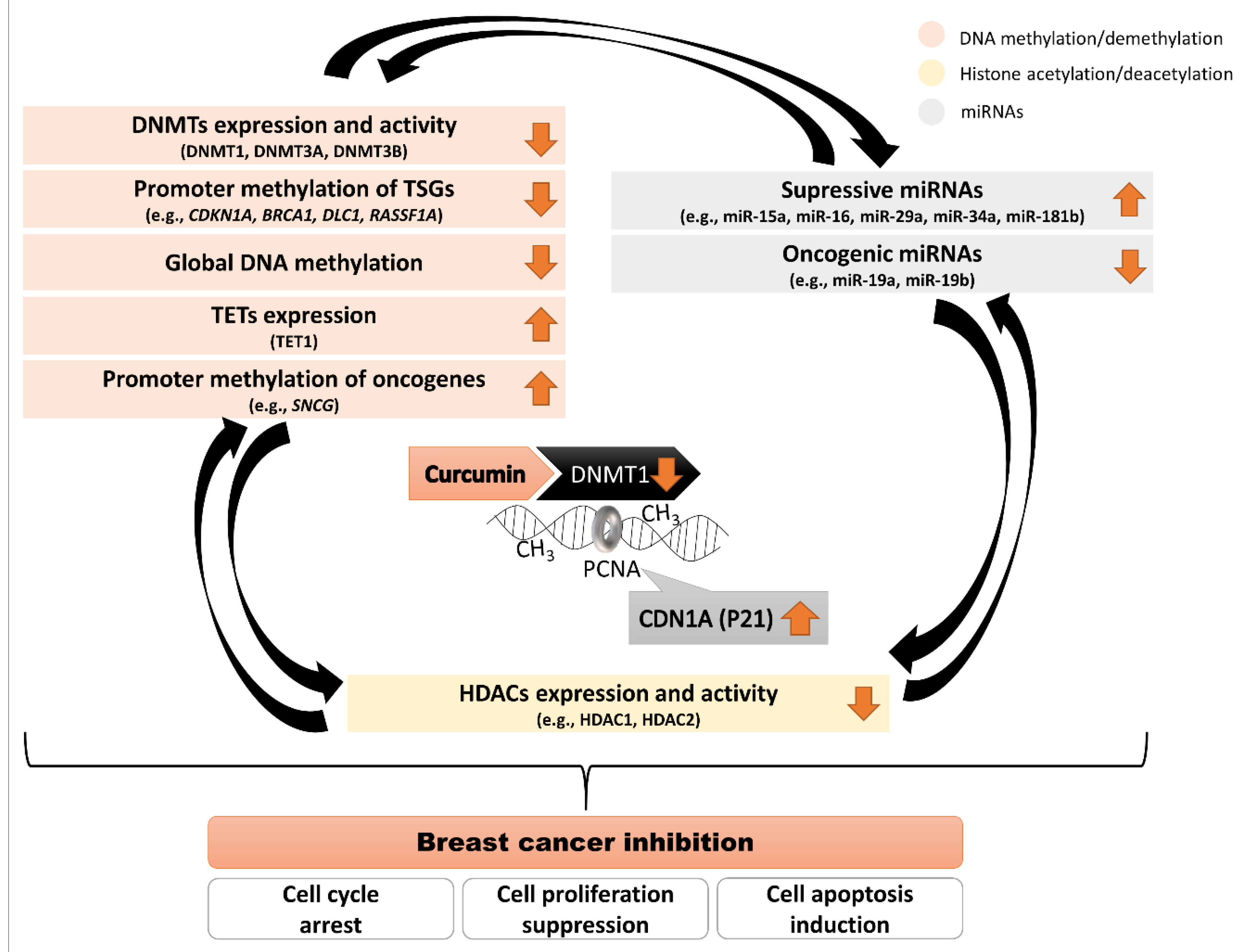 Nutrients 13 00332 g003