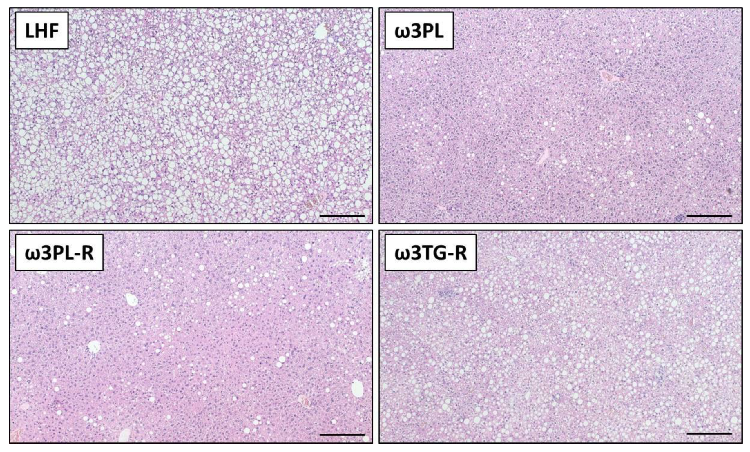 Nutrients 13 00437 g003