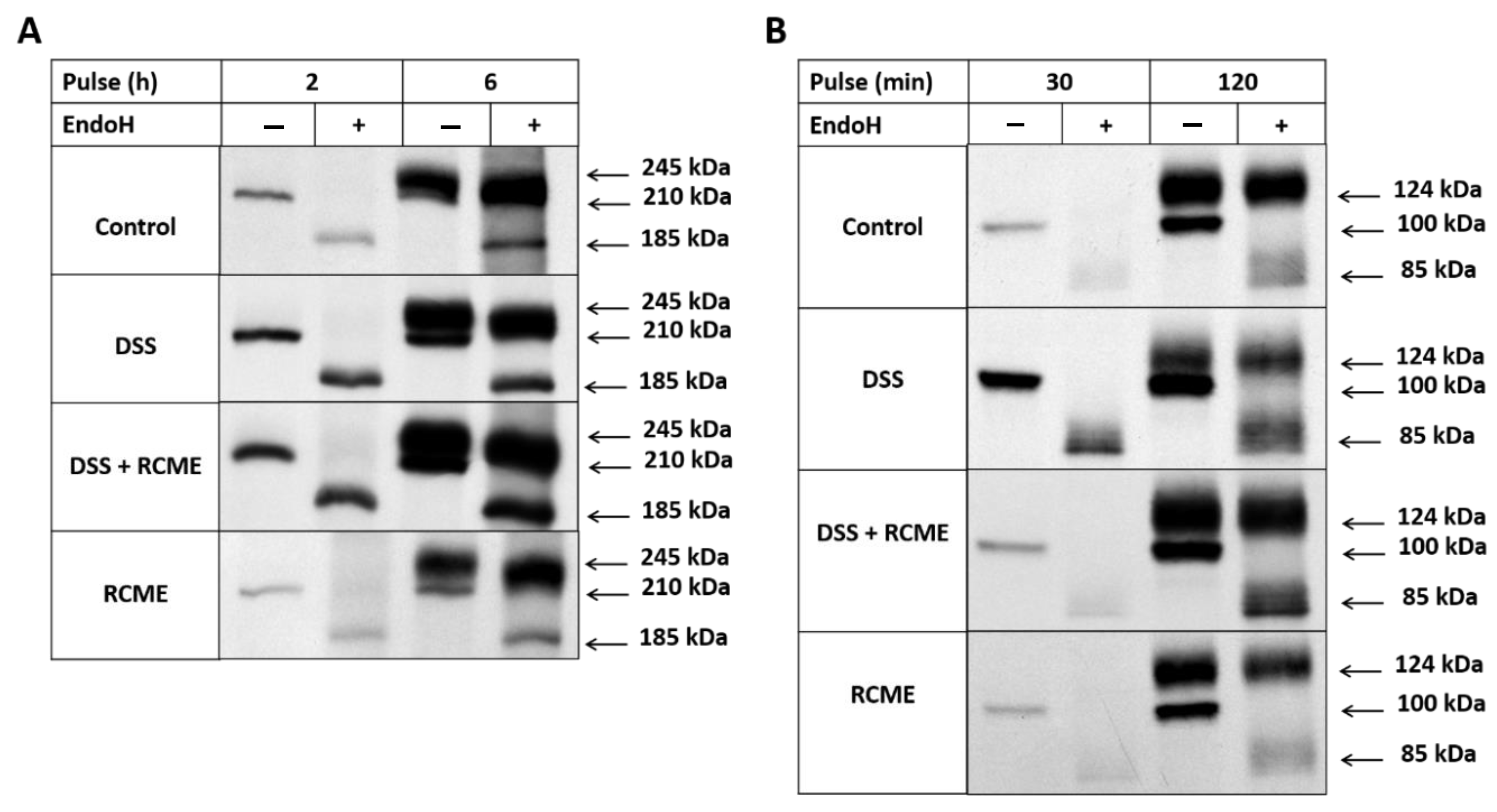 Nutrients 13 00441 g003