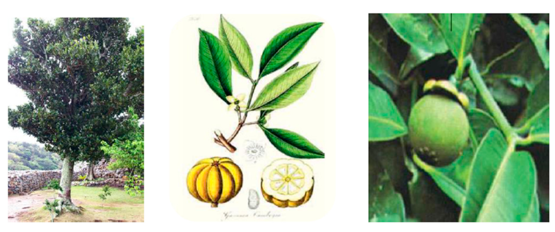 Nutrients 13 00450 g002 Nutrients 13 00450 g002