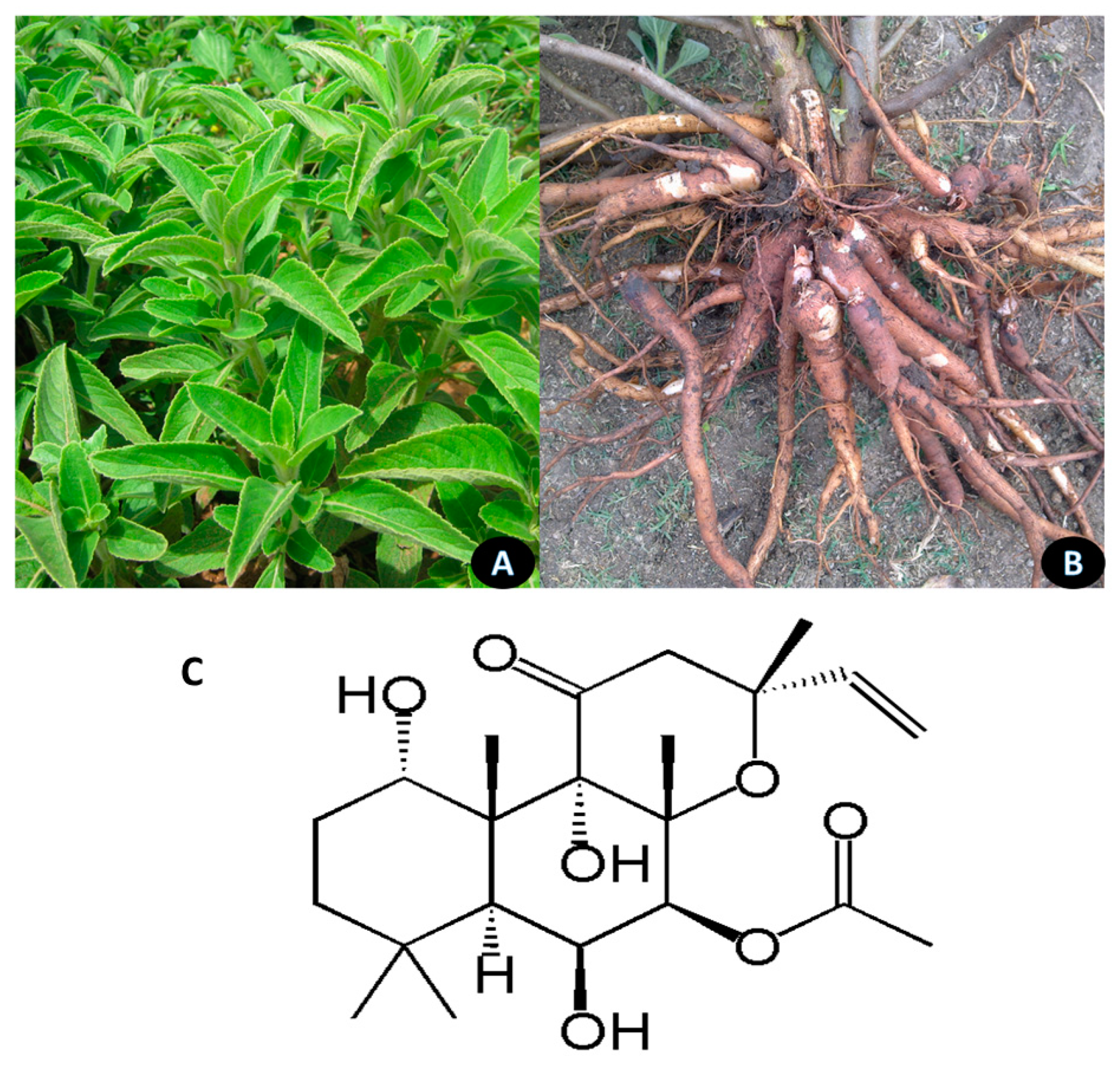 Nutrients 13 00510 g003