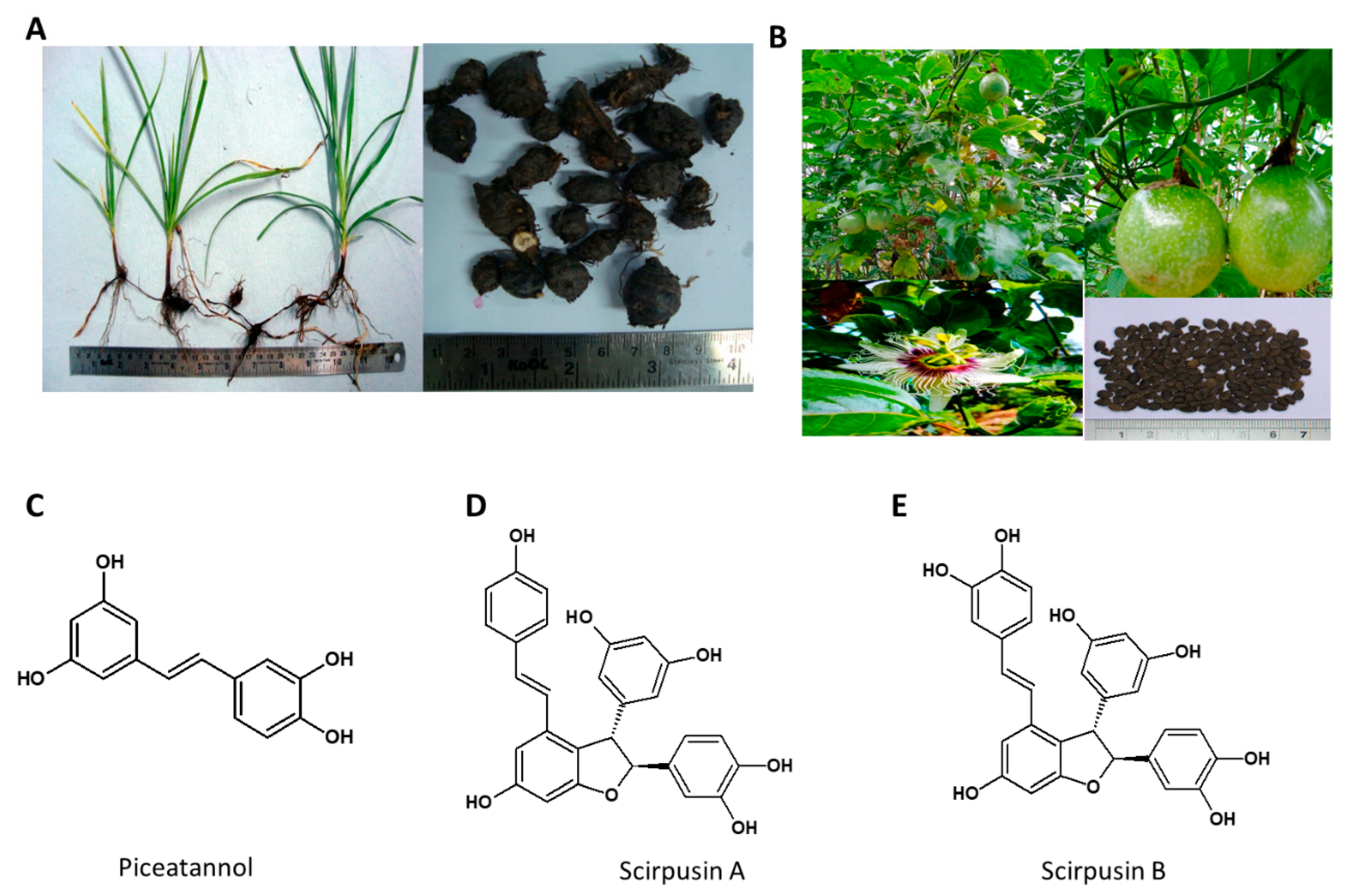 Nutrients 13 00510 g005