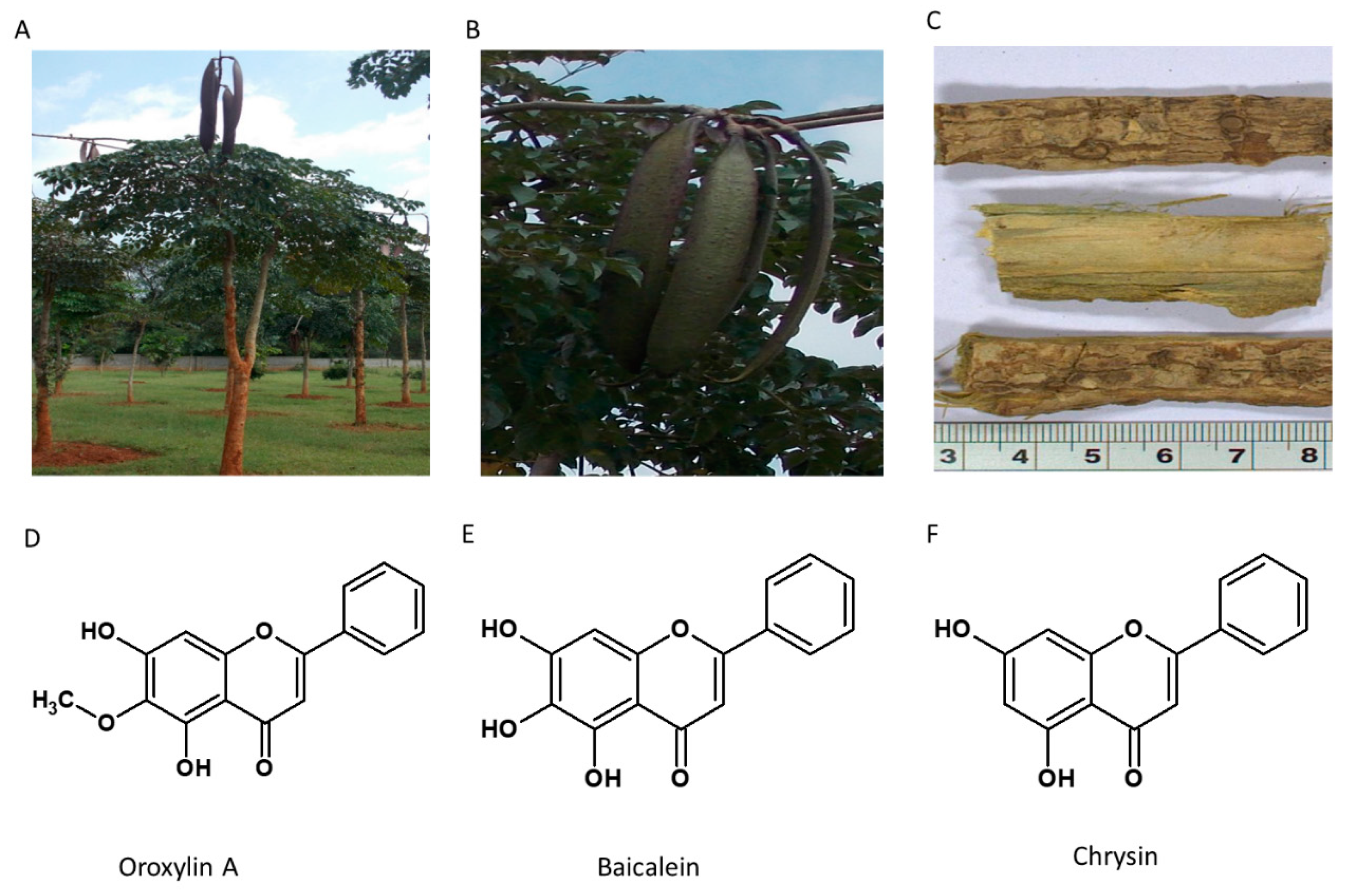 Nutrients 13 00510 g007