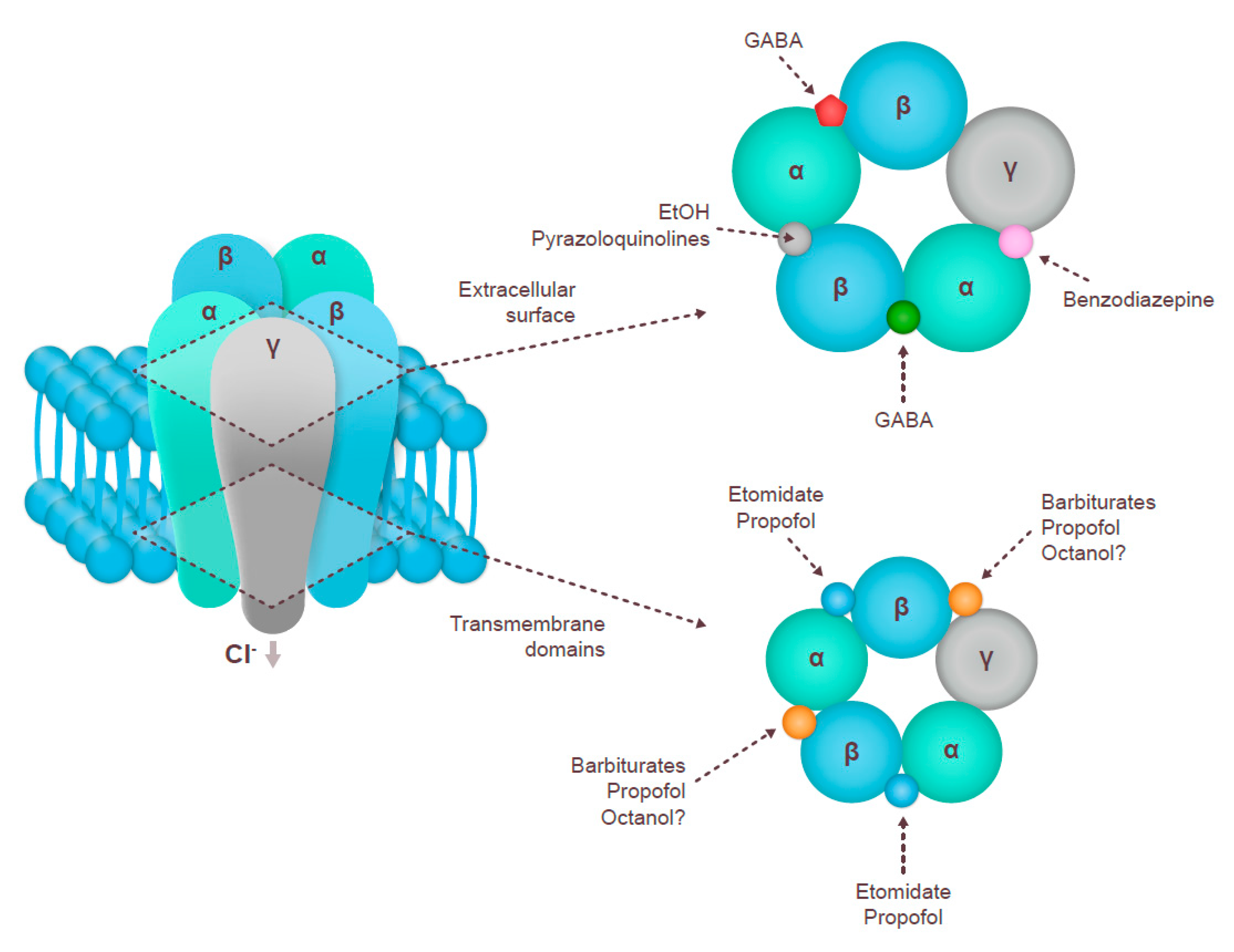 Nutrients 13 00530 g001