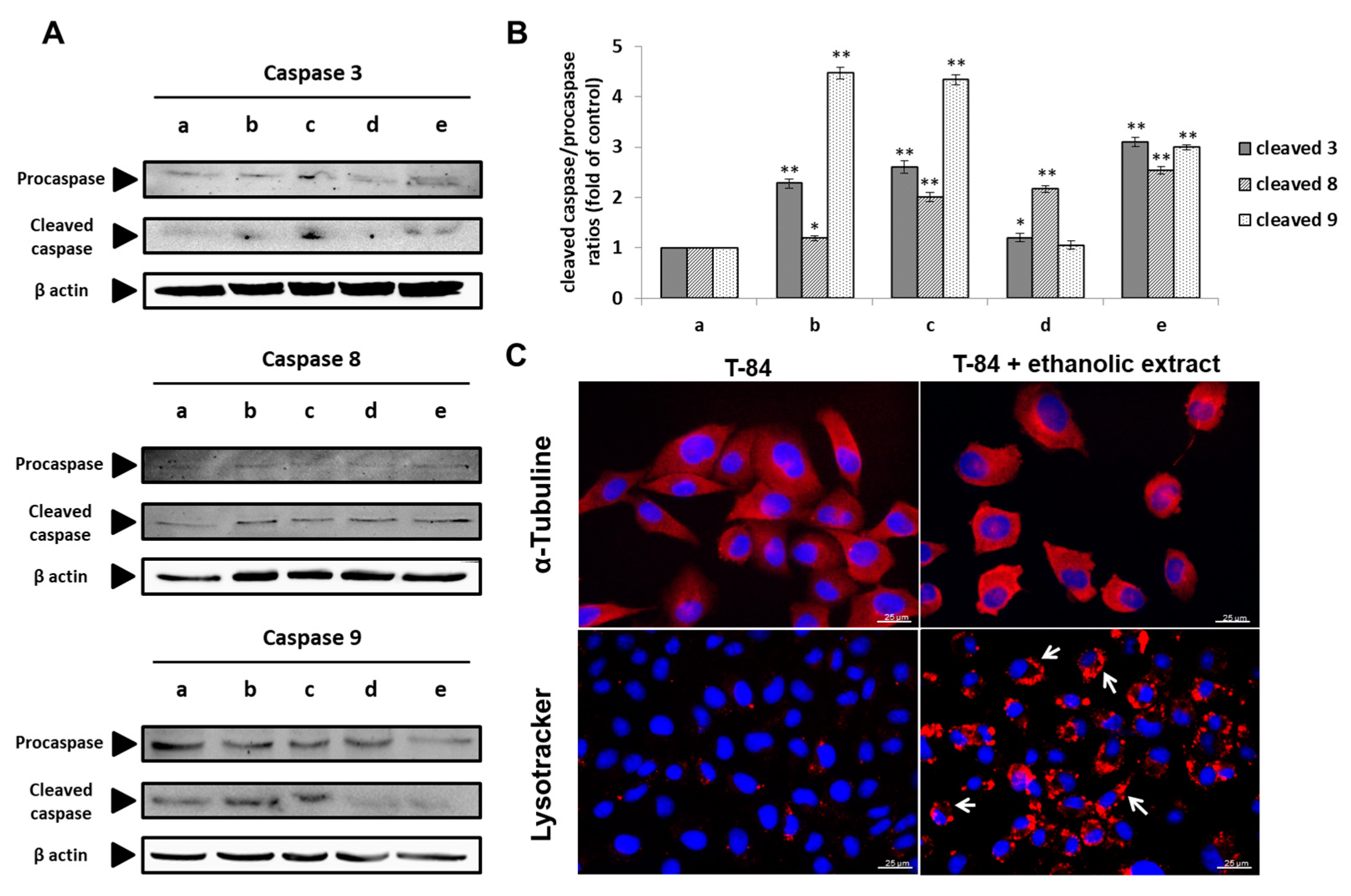 Nutrients 13 00566 g006