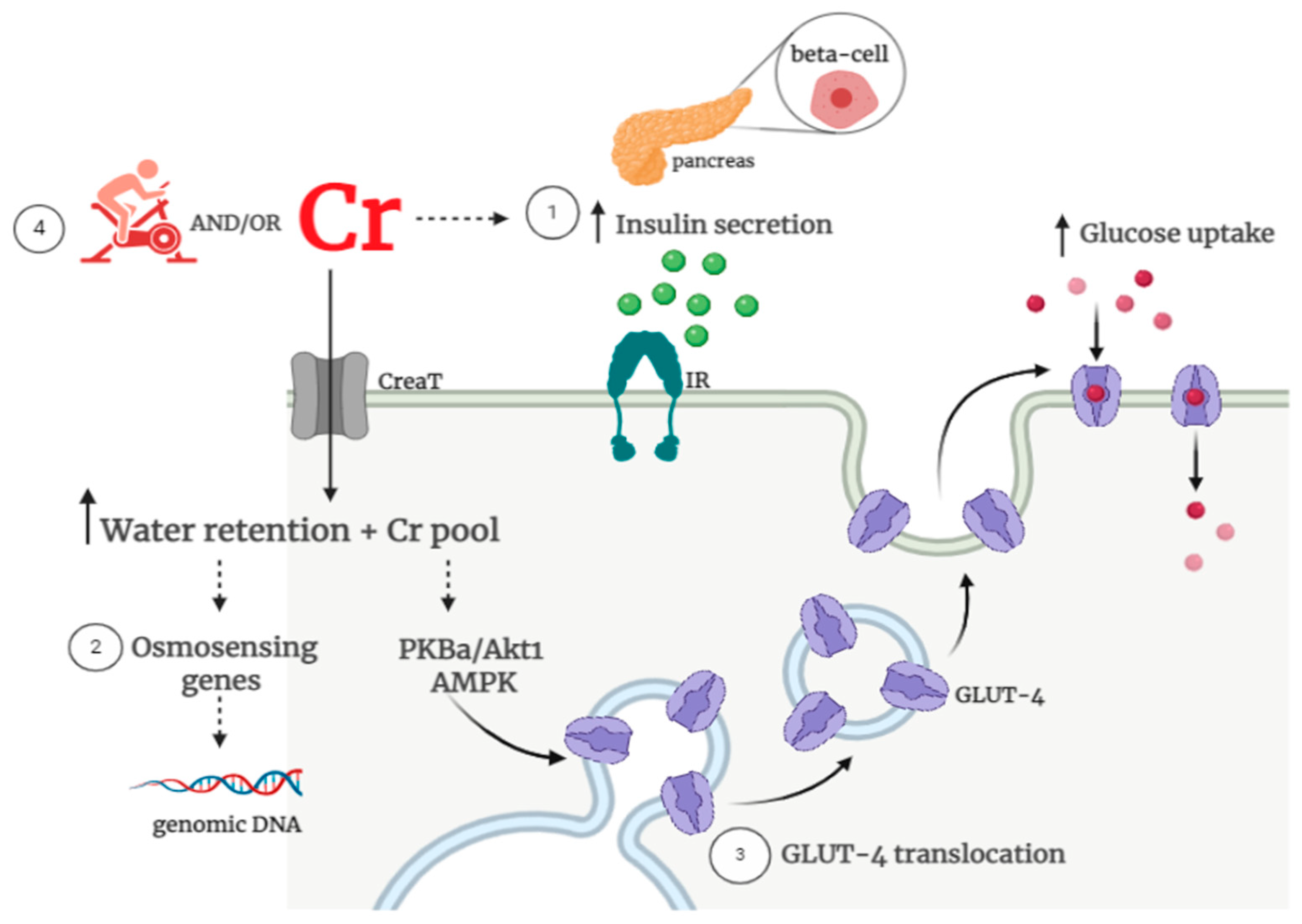 Nutrients 13 00570 g001